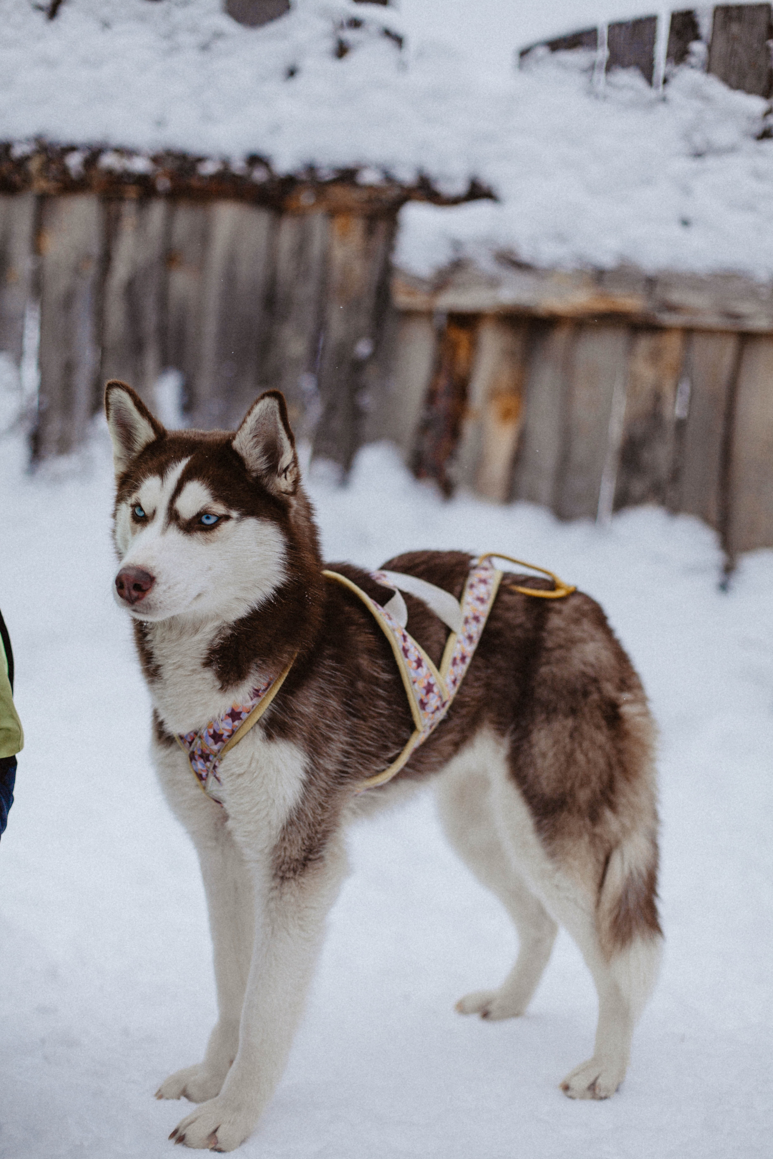 Хаски. Свадебный фотограф Челябинск