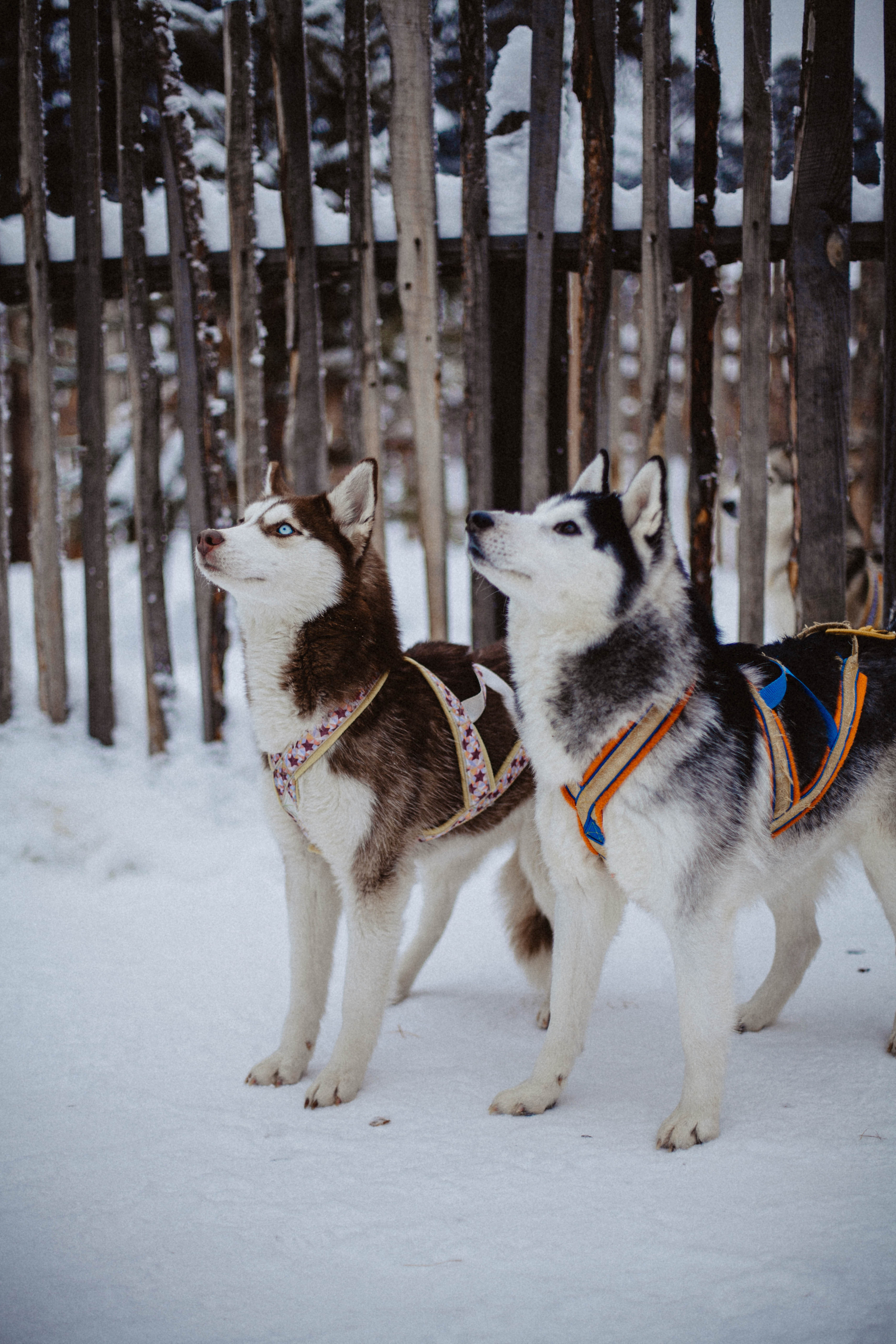 Хаски. Свадебный фотограф Челябинск