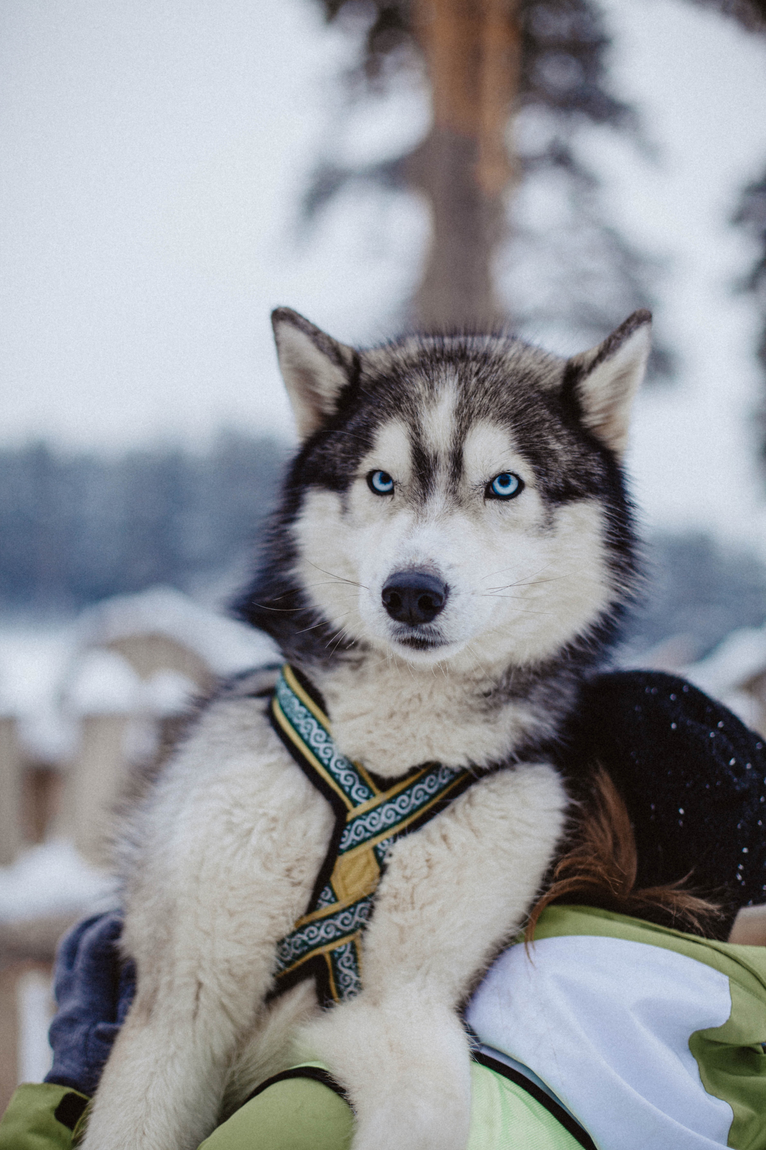 Хаски. Свадебный фотограф Челябинск