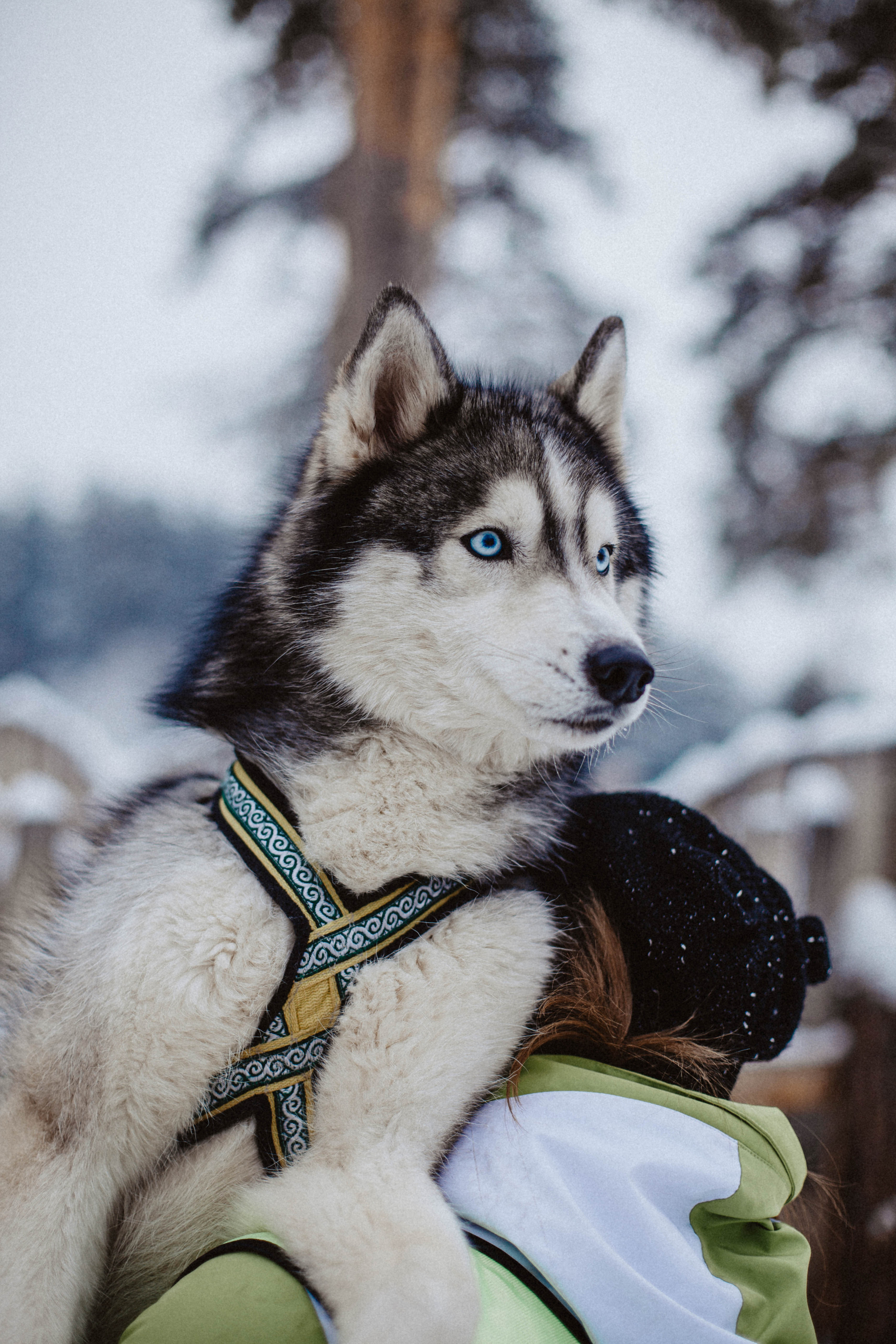 Хаски. Свадебный фотограф Челябинск