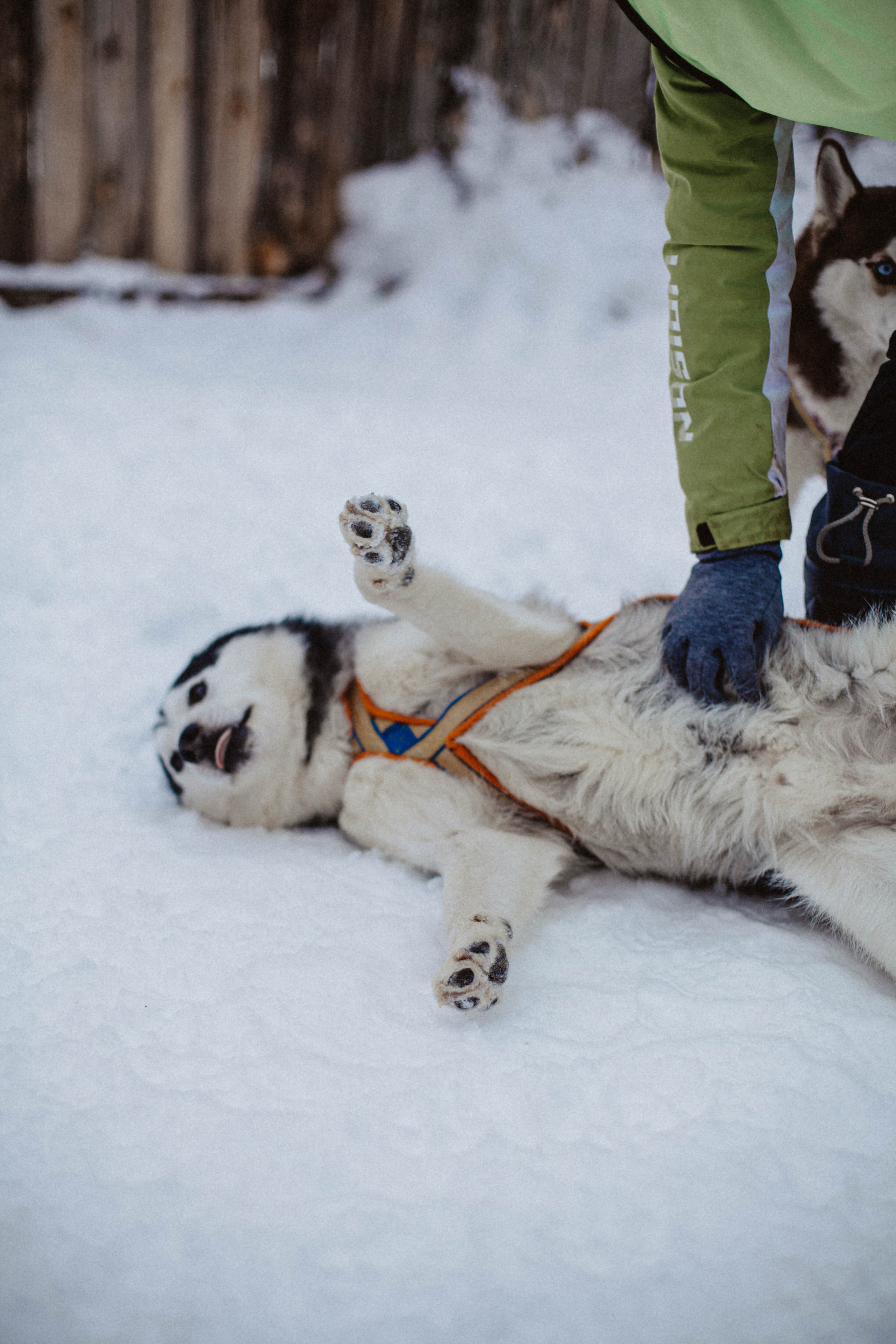 Хаски. Свадебный фотограф Челябинск