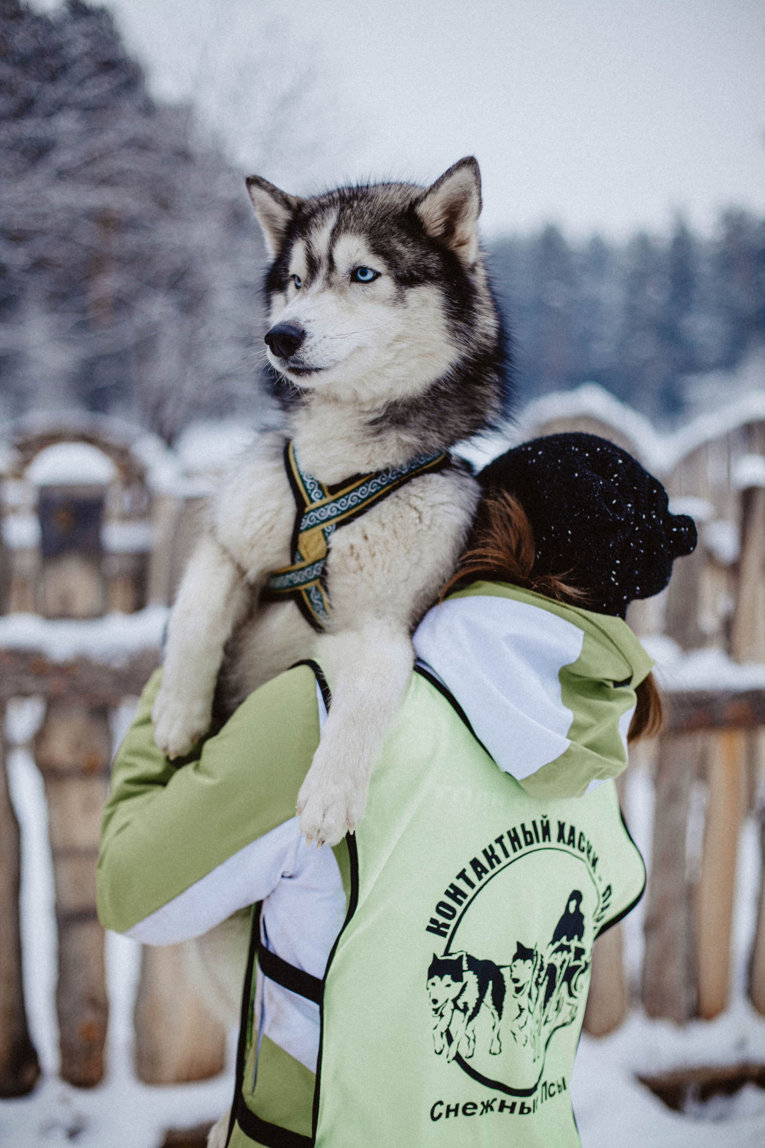 Хаски. Свадебный фотограф Челябинск