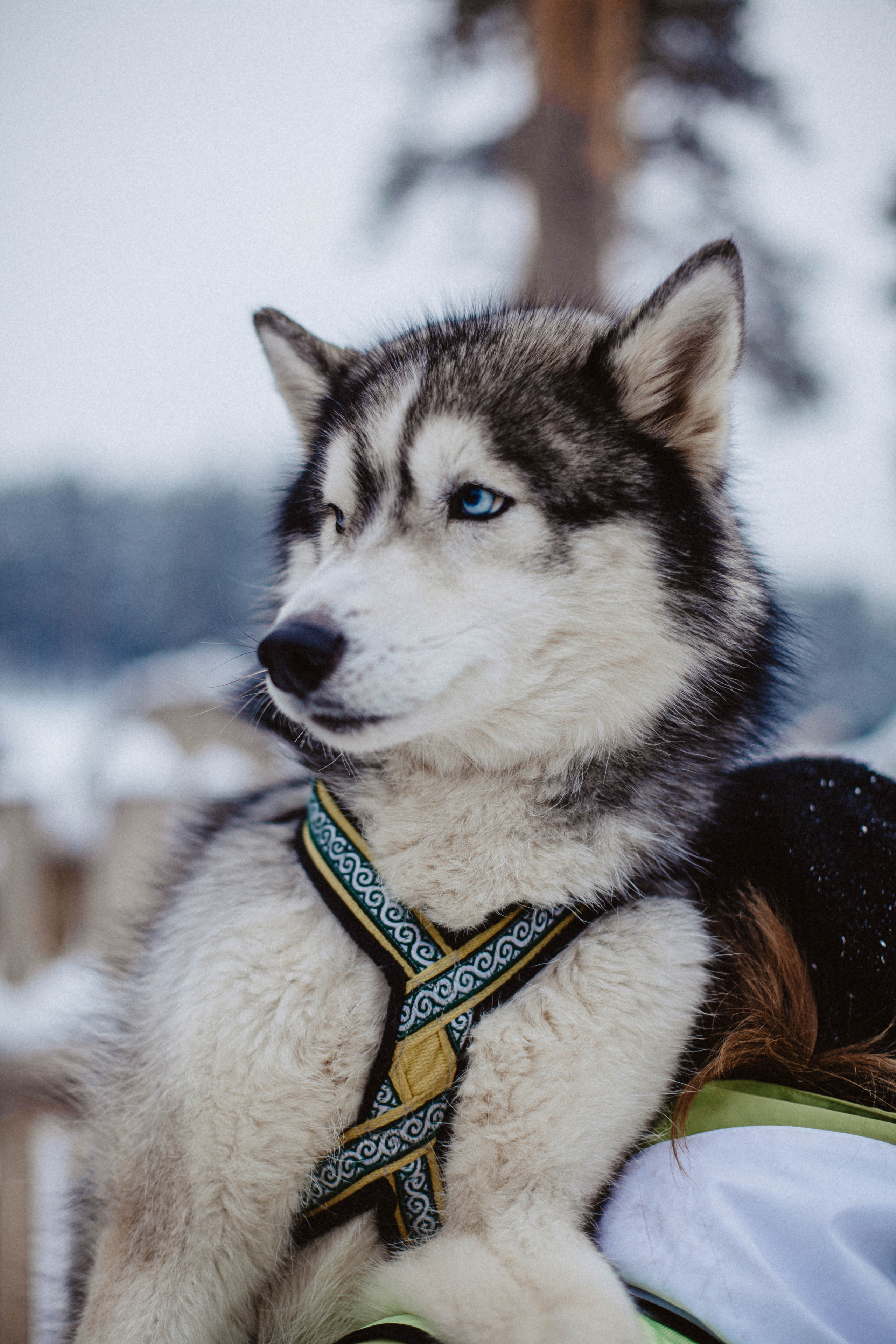 Хаски. Свадебный фотограф Челябинск