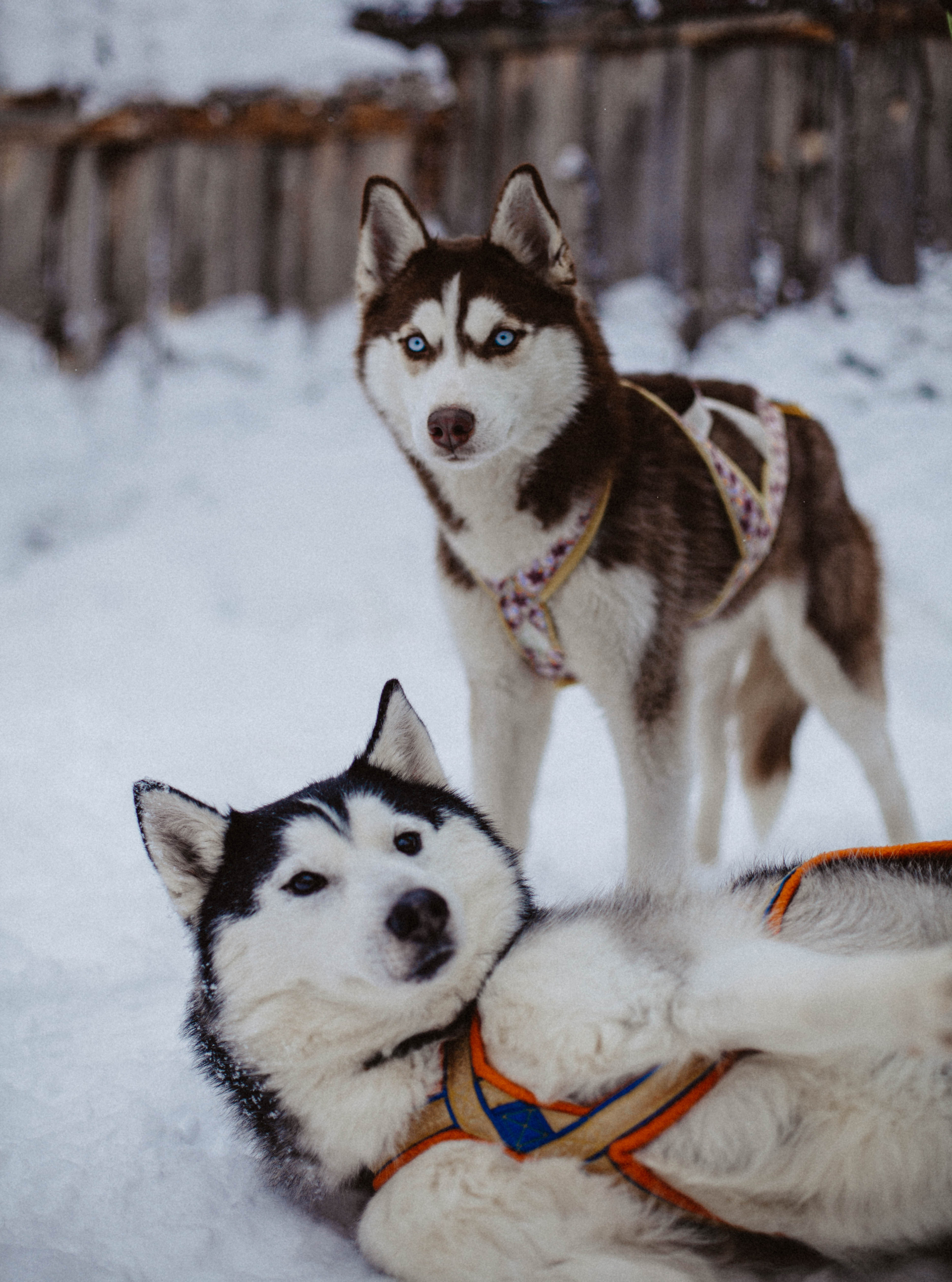 Хаски. Свадебный фотограф Челябинск