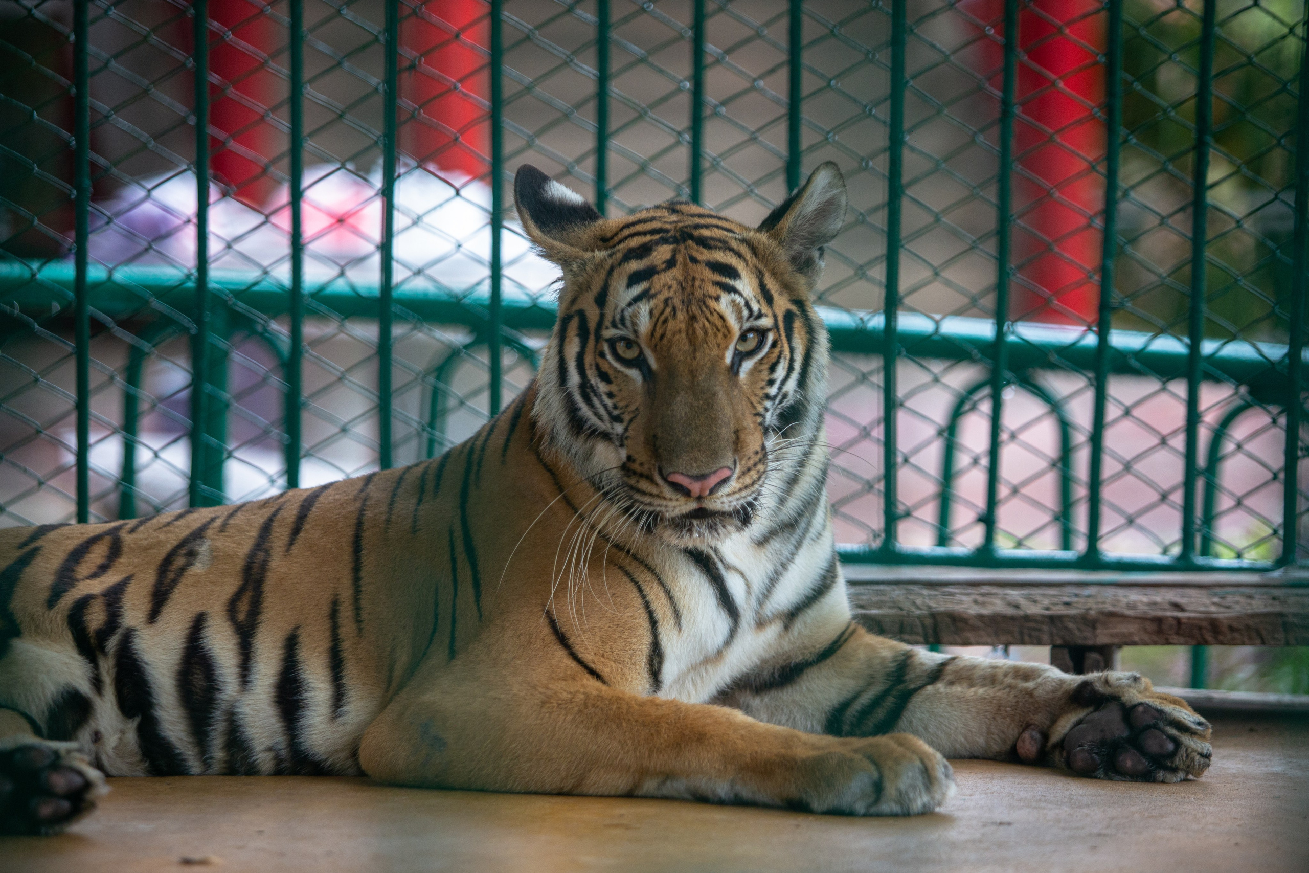 Samut Prakan Crocodile Farm & Zoo. Photographer Sonkina Tatiana (Tanya Ash)