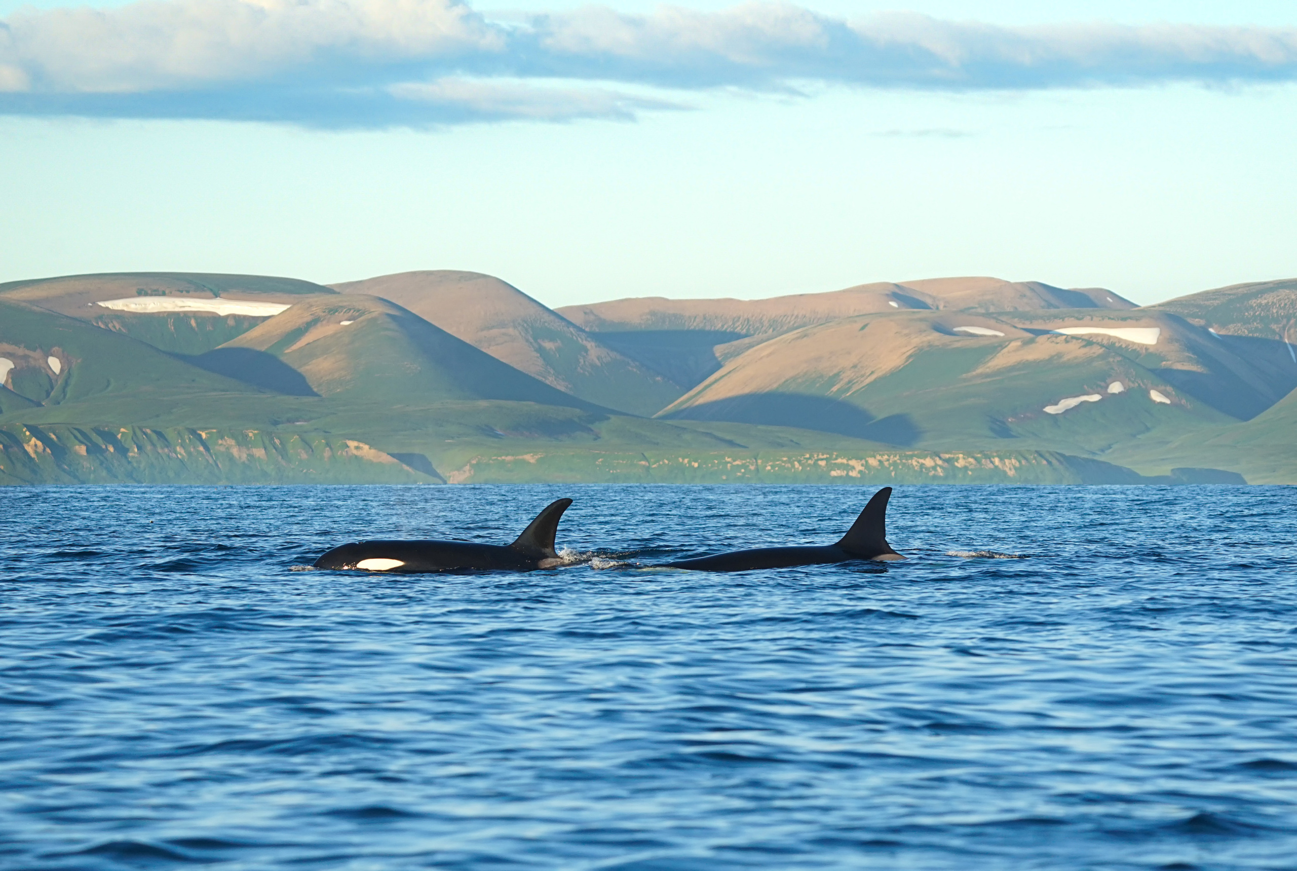 Анна Рогачева — фотограф дикой природы