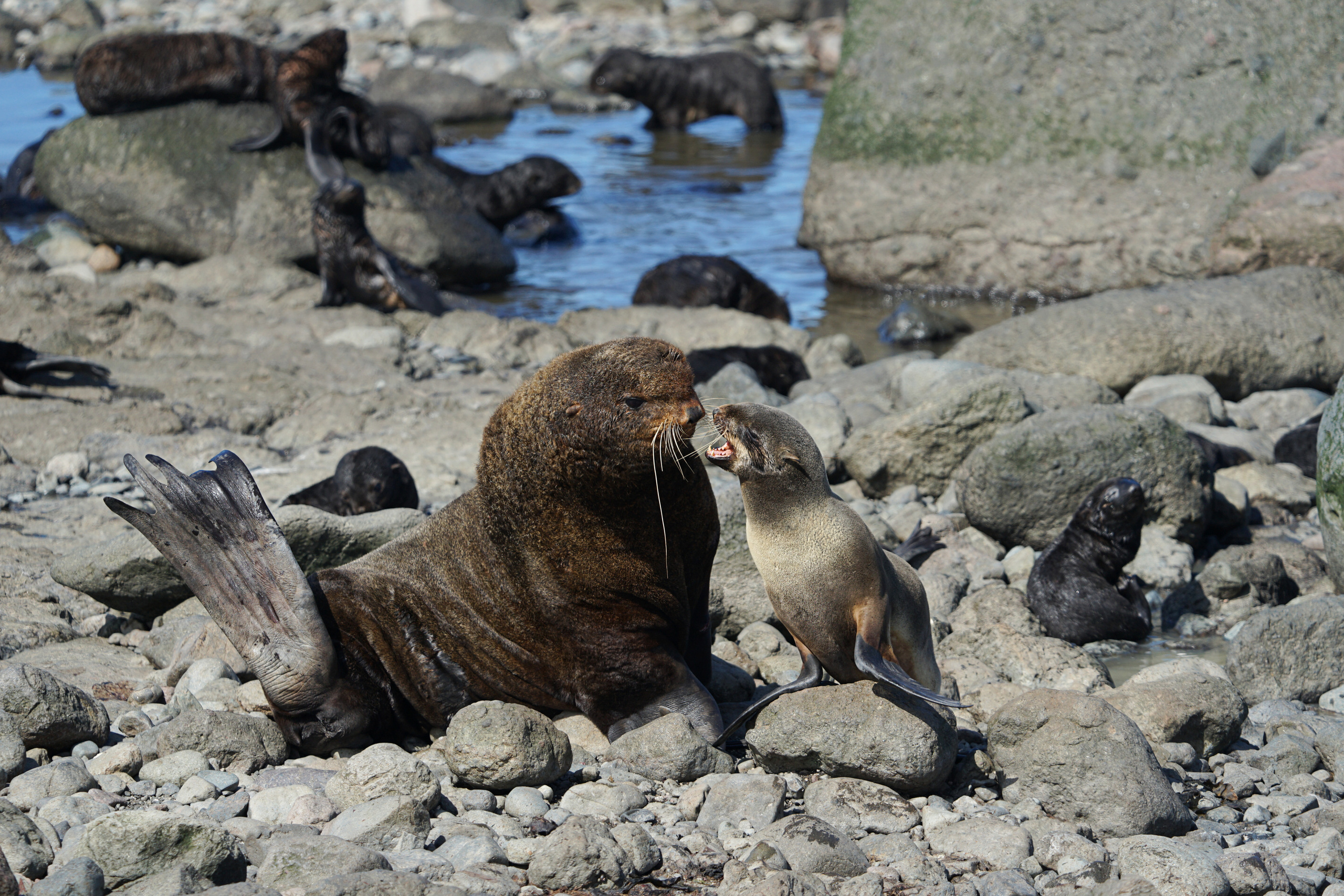 Анна Рогачева — фотограф дикой природы