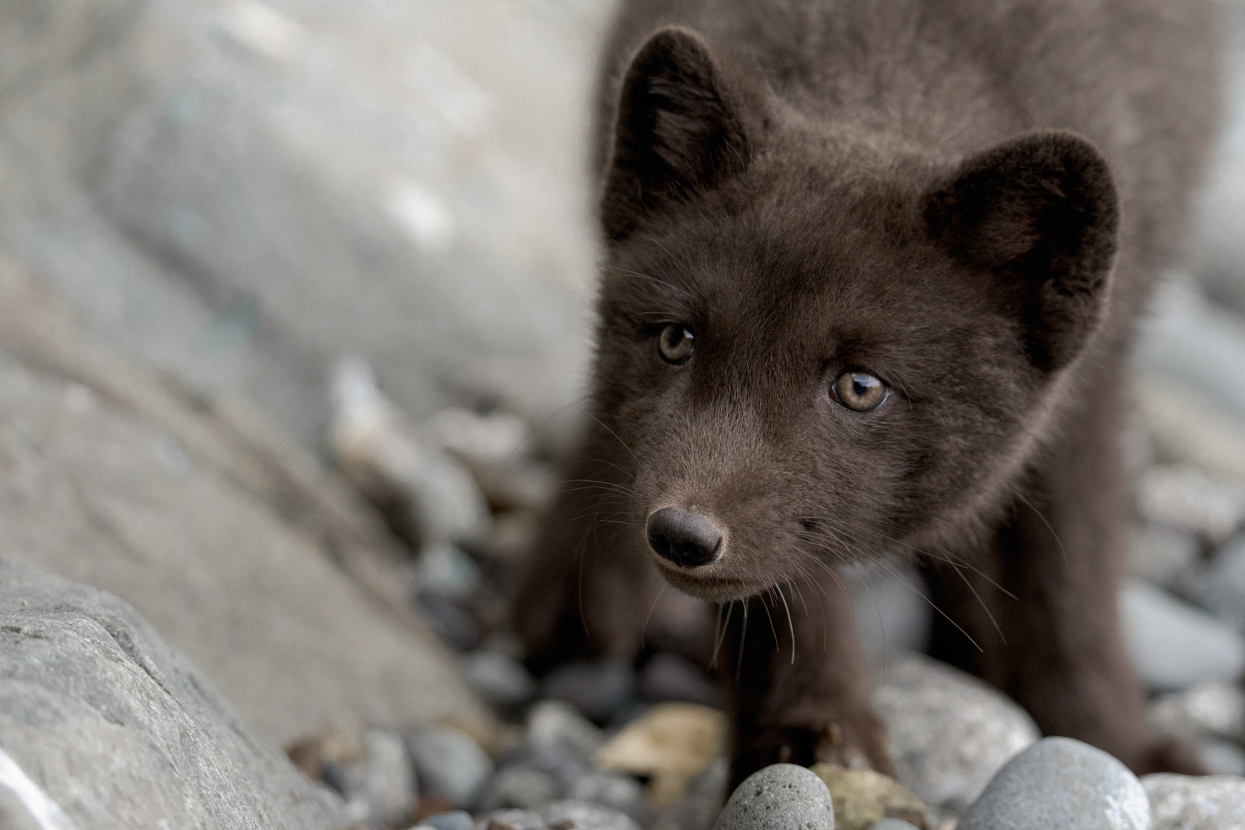 Анна Рогачева — фотограф дикой природы
