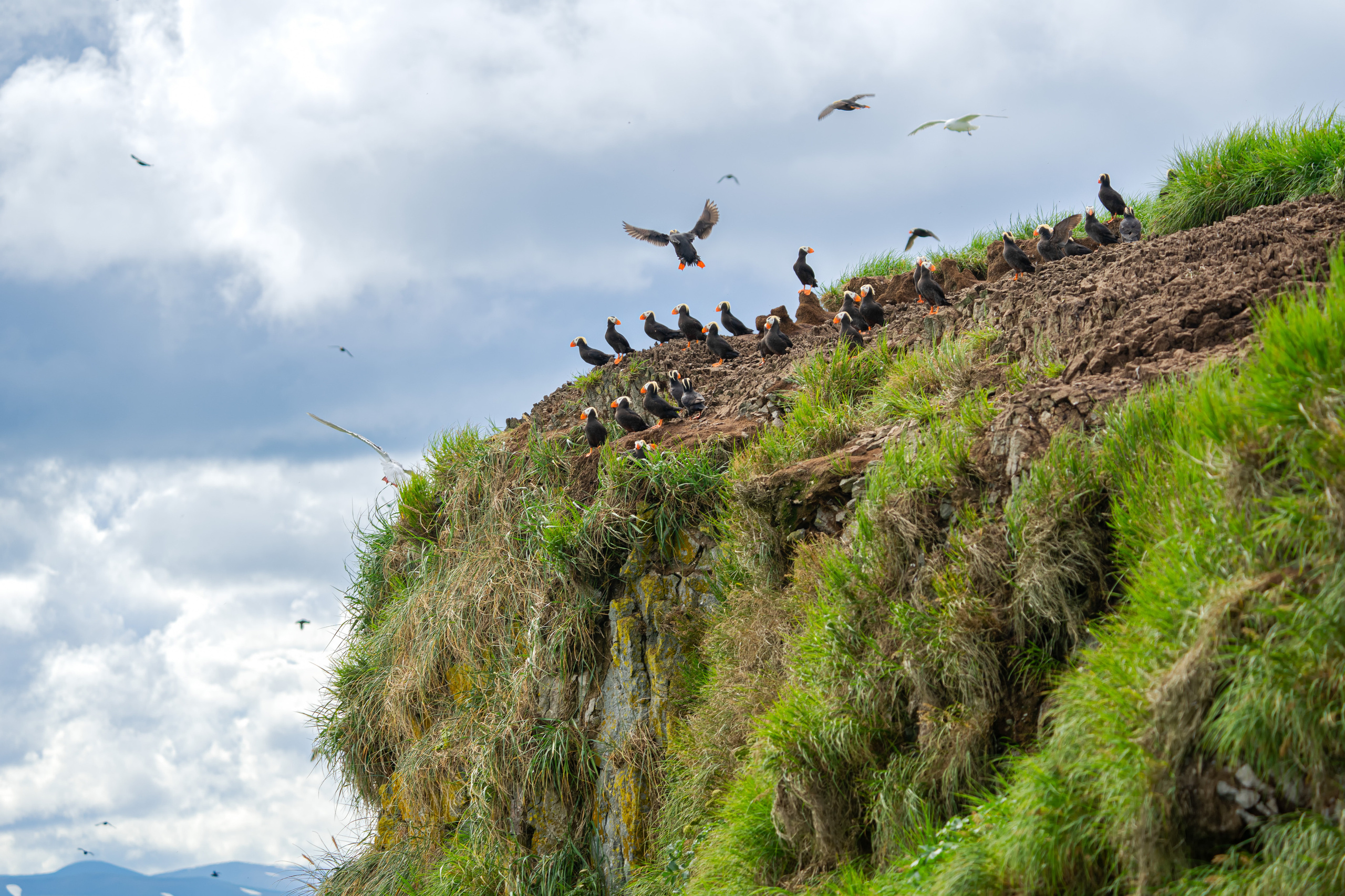 Анна Рогачева — фотограф дикой природы