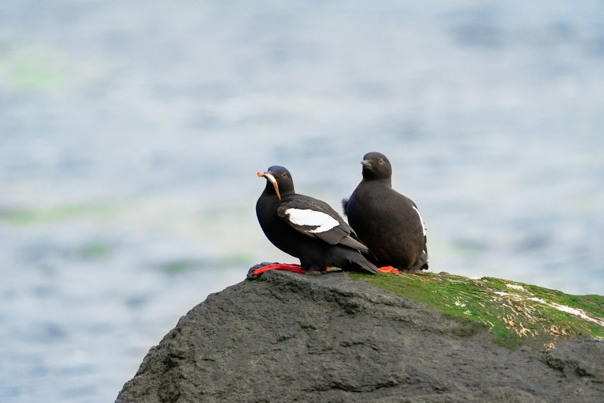 Анна Рогачева — фотограф дикой природы