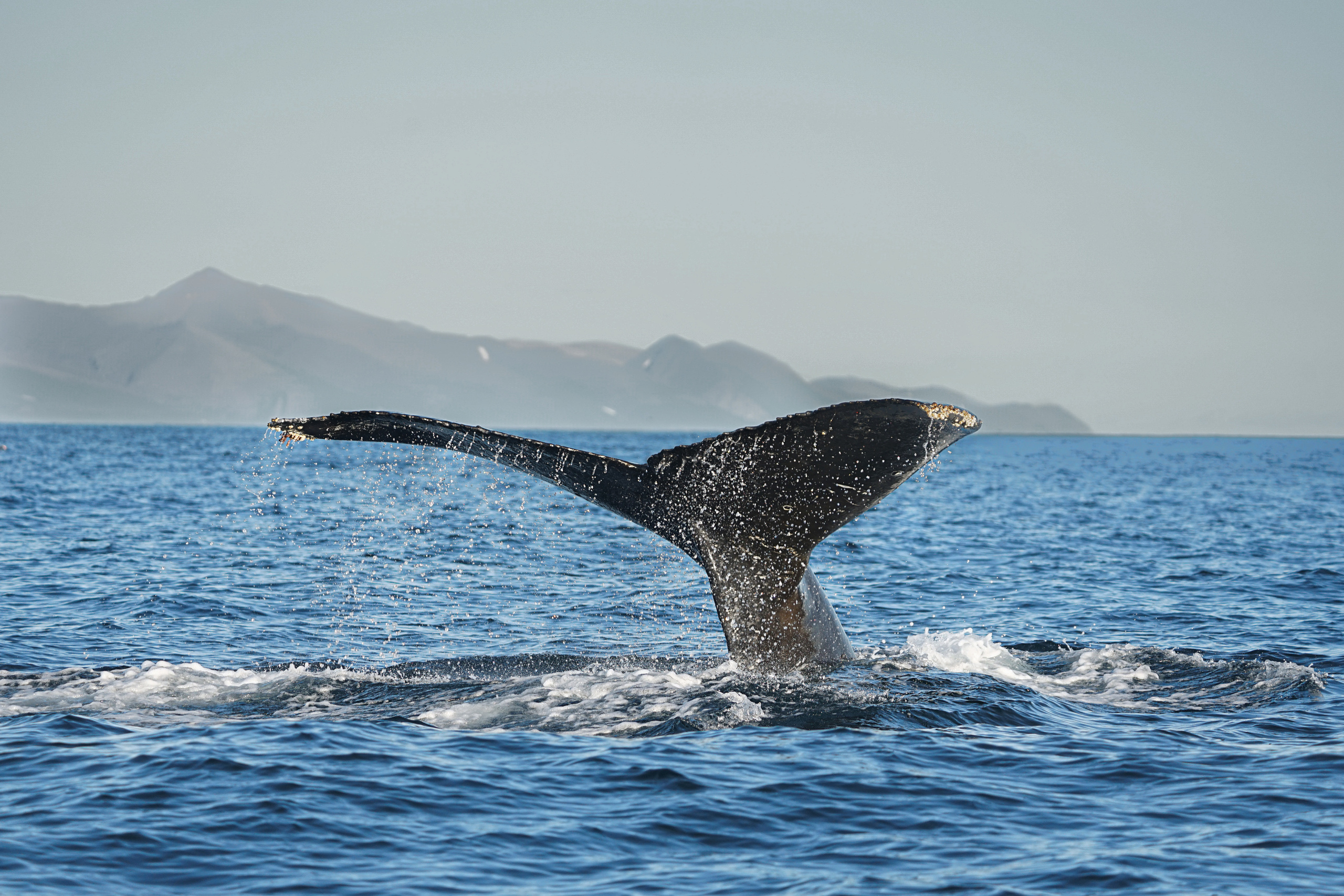 Анна Рогачева — фотограф дикой природы