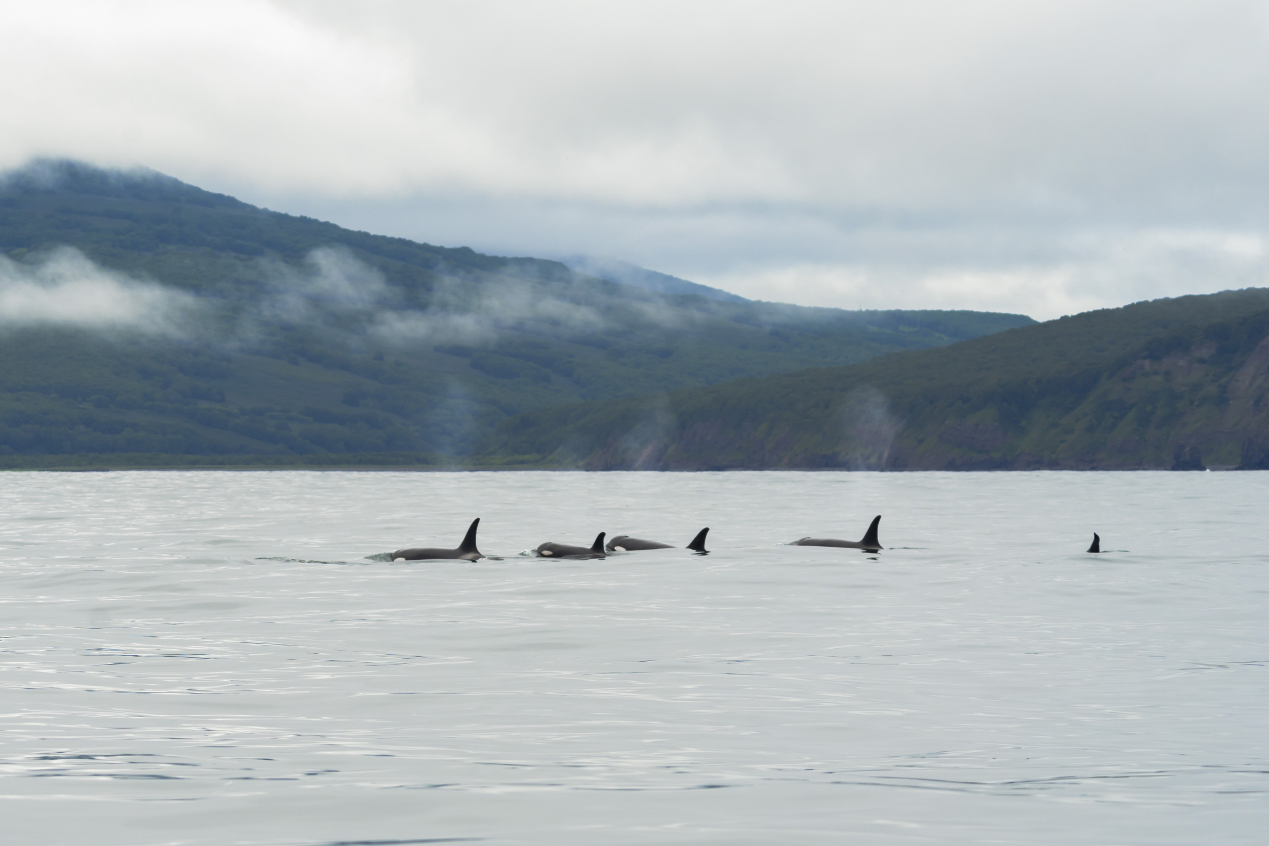 Анна Рогачева — фотограф дикой природы