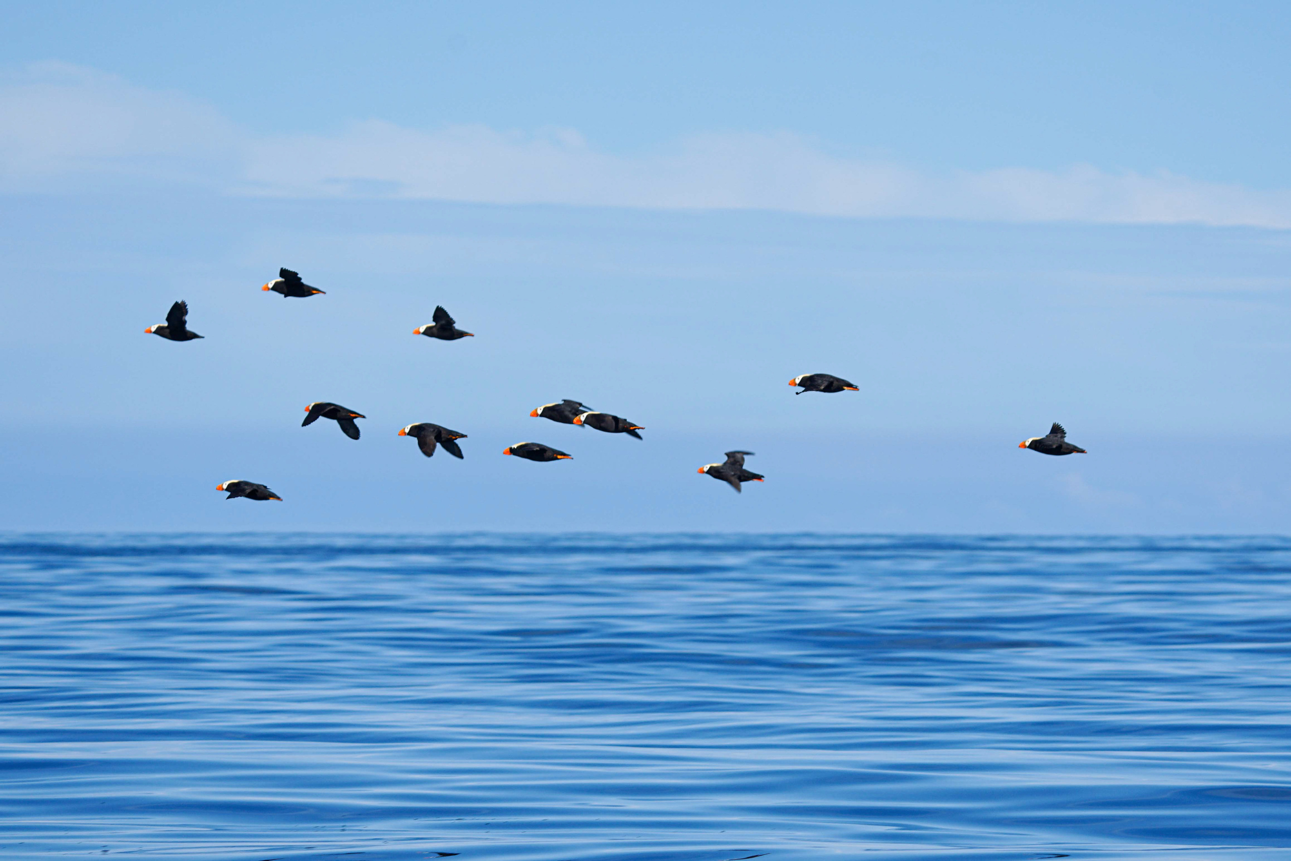 Анна Рогачева — фотограф дикой природы