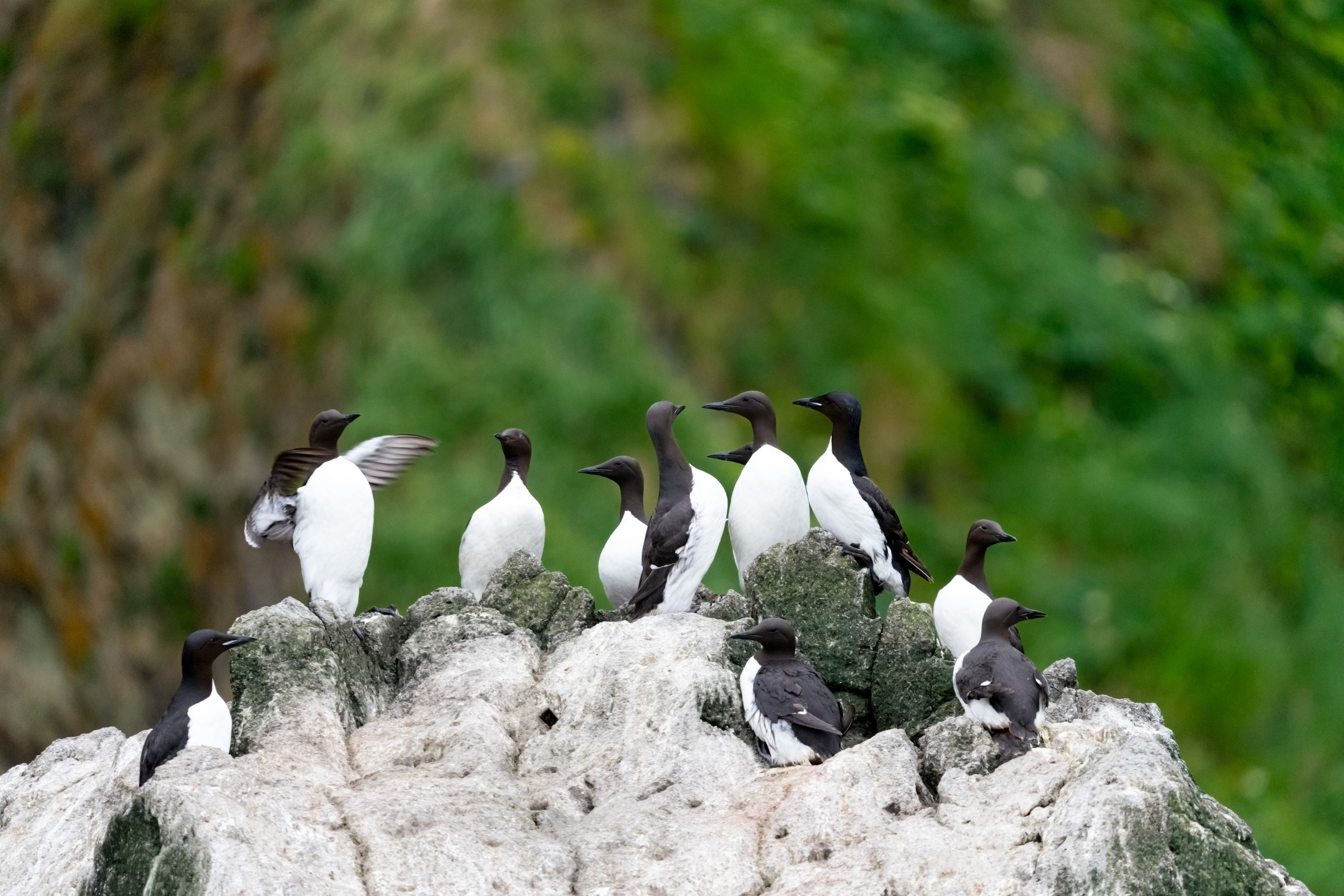 Анна Рогачева — фотограф дикой природы