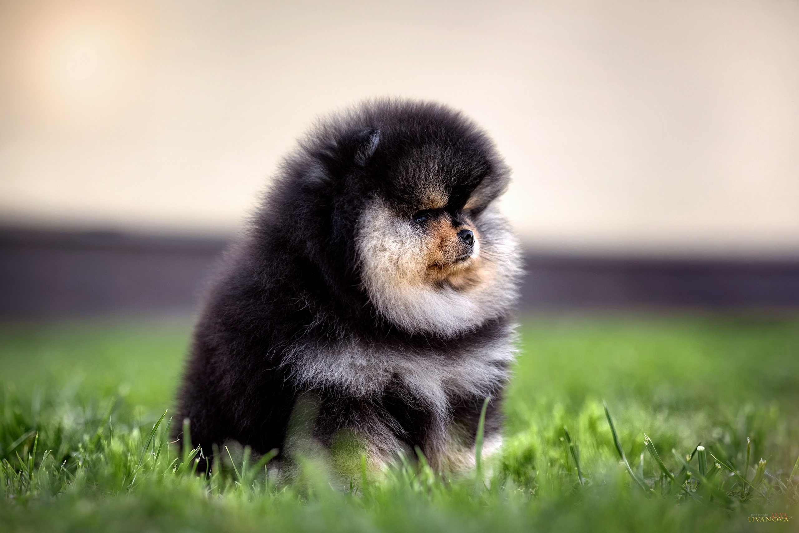 Шпцулики. Фотограф анималист Аня Ливанова | Рыбинск