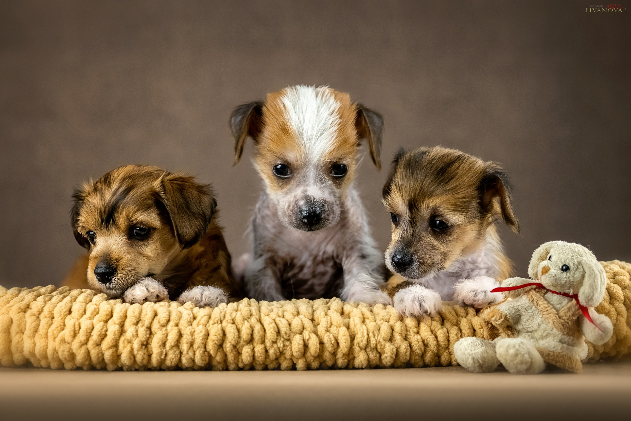 КХС. Фотограф анималист Аня Ливанова | Рыбинск