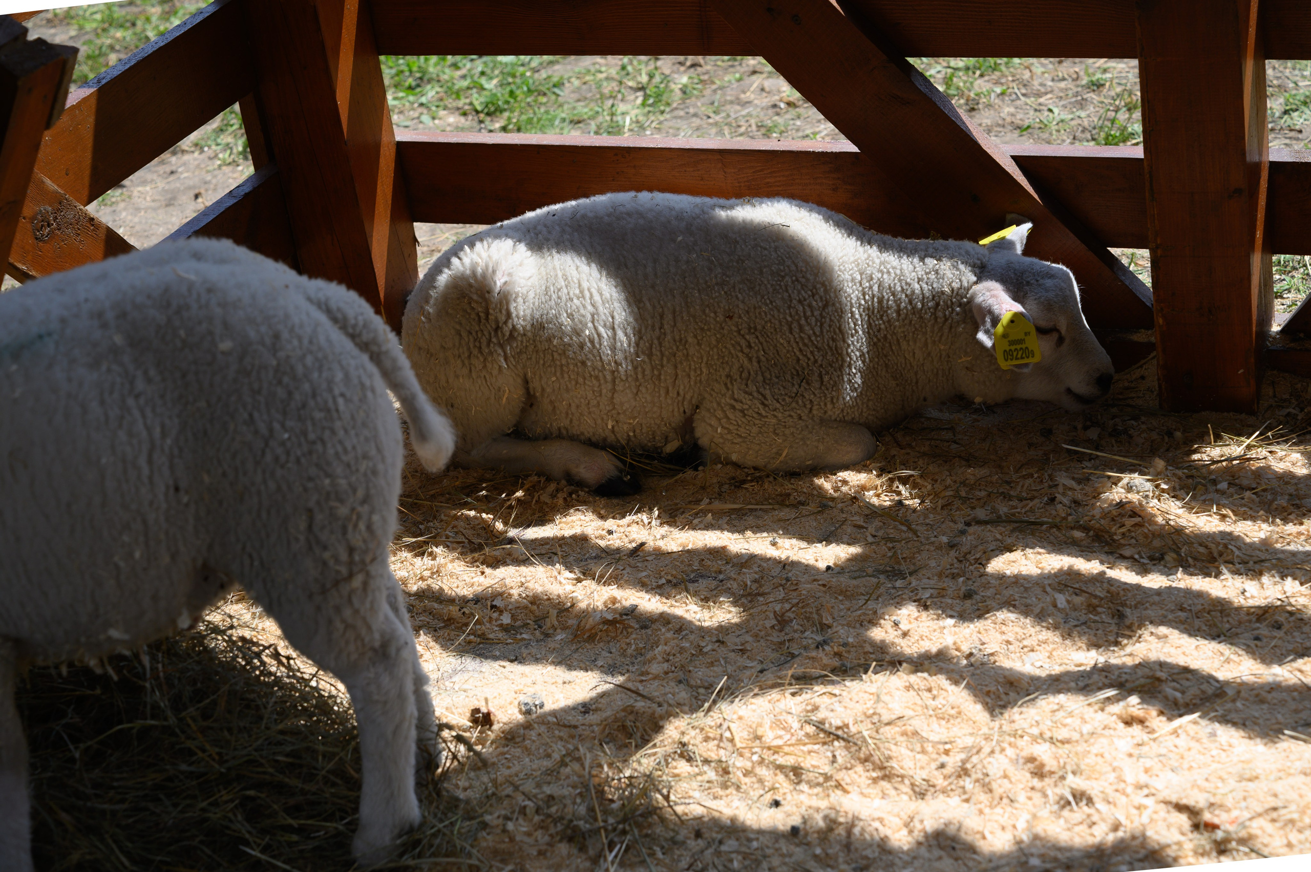 Агровыставка. Фотоуслуги, услуги фотографа, фотографирование важных событий