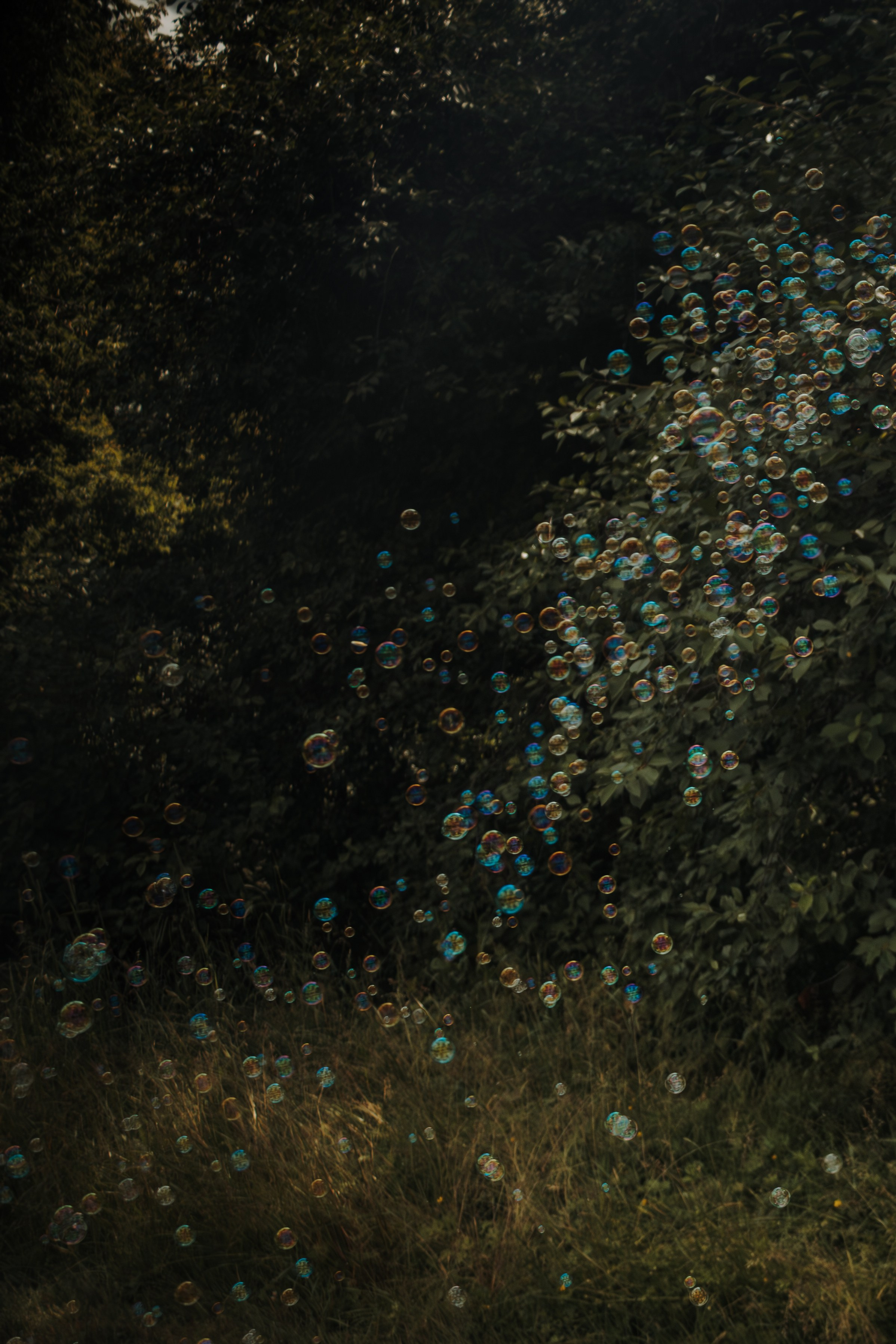 Семейная фотосессия с собаками в парке. Фотограф-анималист в Москве Екатерина Тихонова