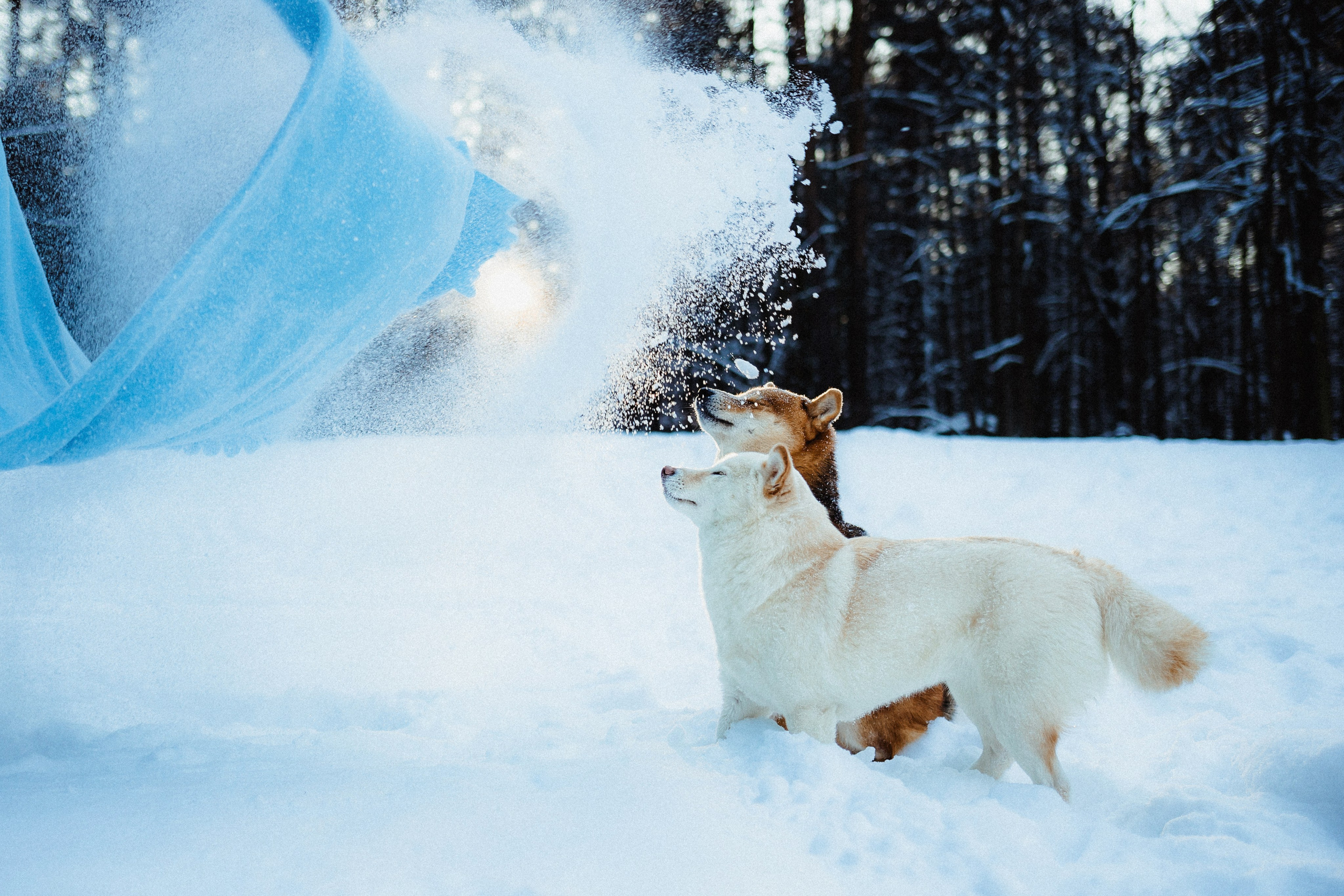 Шед, Цири и Ира