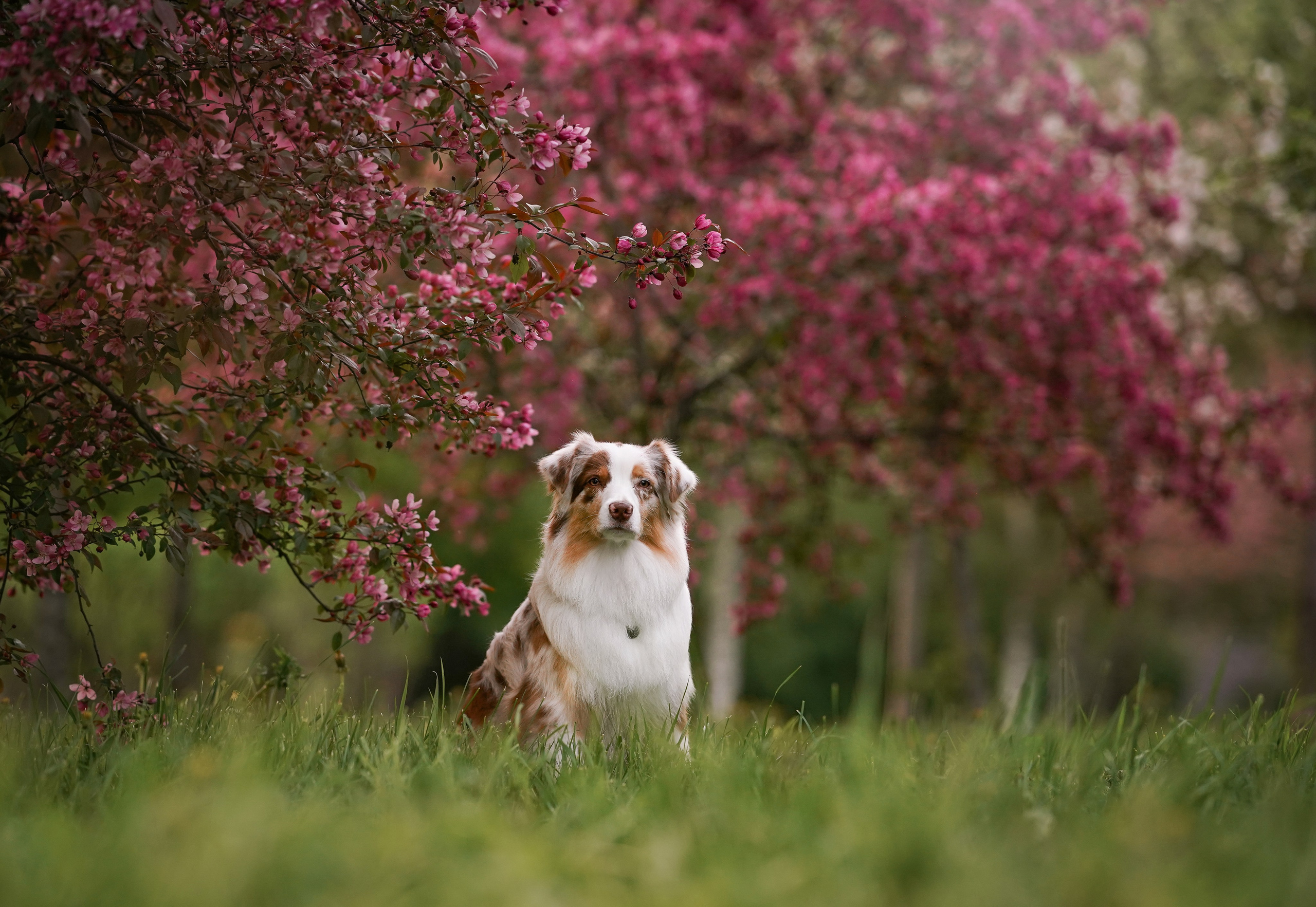 Панда в Яблоневом саду. Фотограф-анималист в Санкт-Петербурге Яна Мартынова