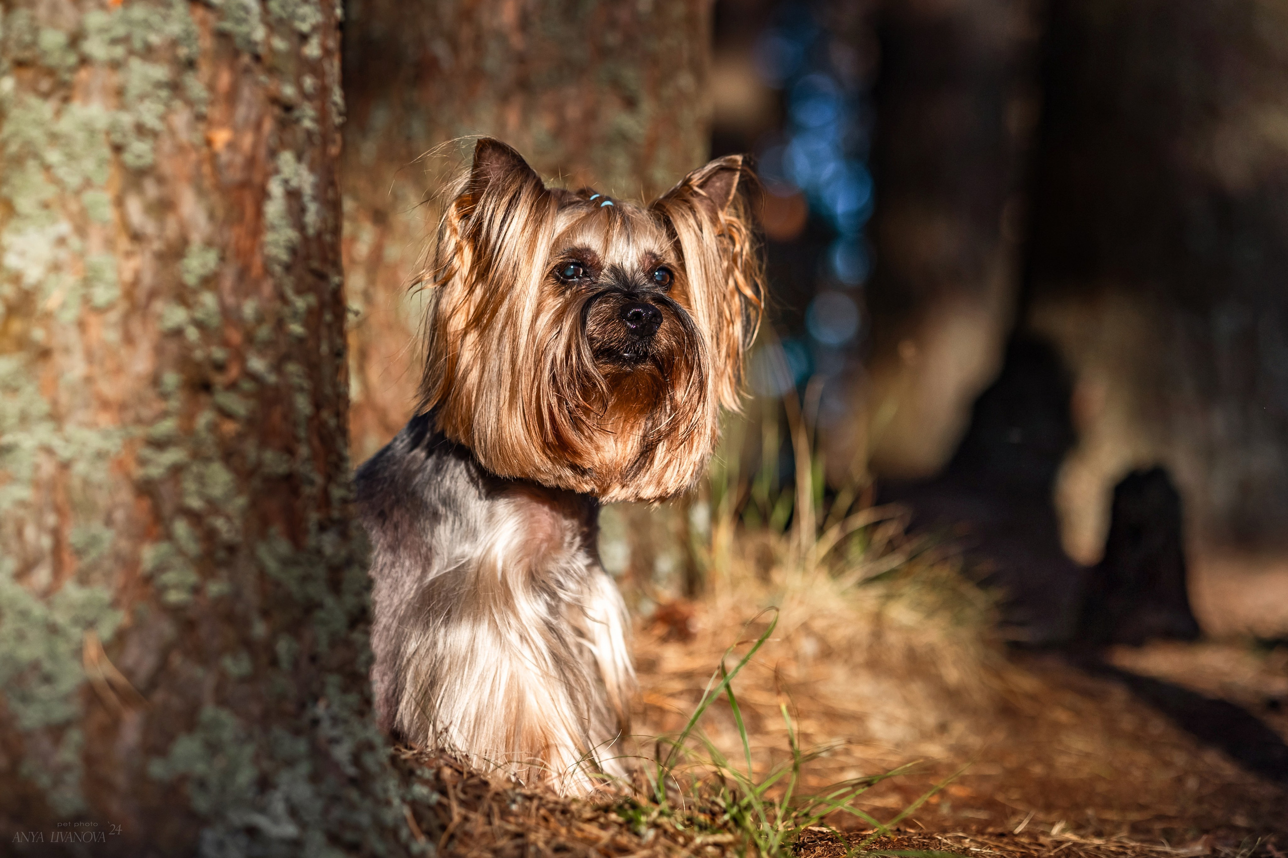 Катя и йорки. Фотограф анималист Аня Ливанова | Рыбинск