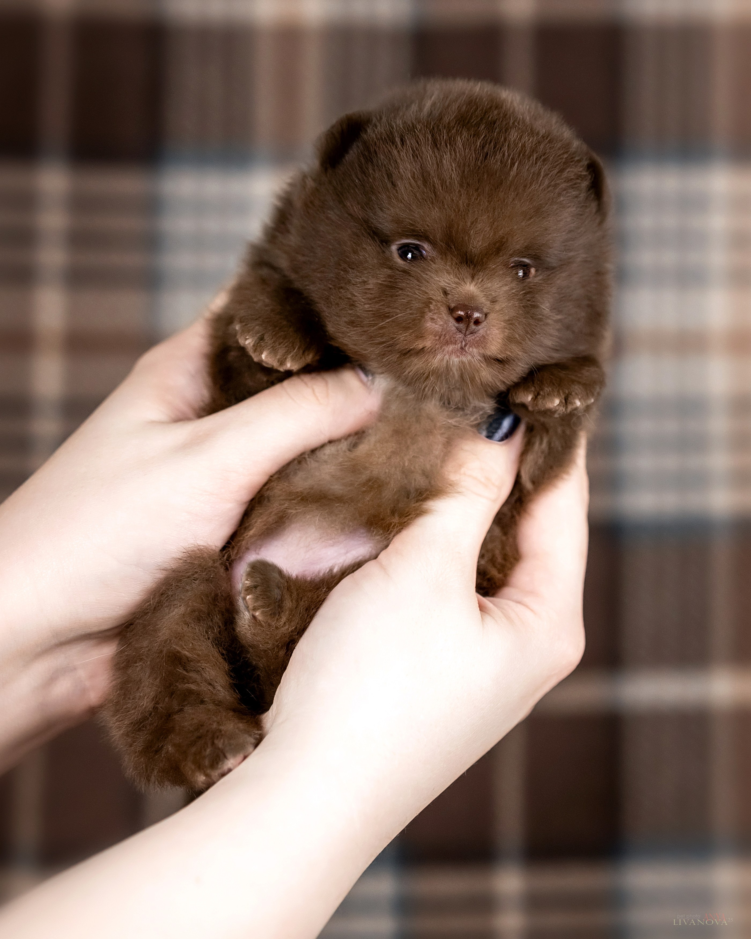 Шпицы. Фотограф анималист Аня Ливанова | Рыбинск