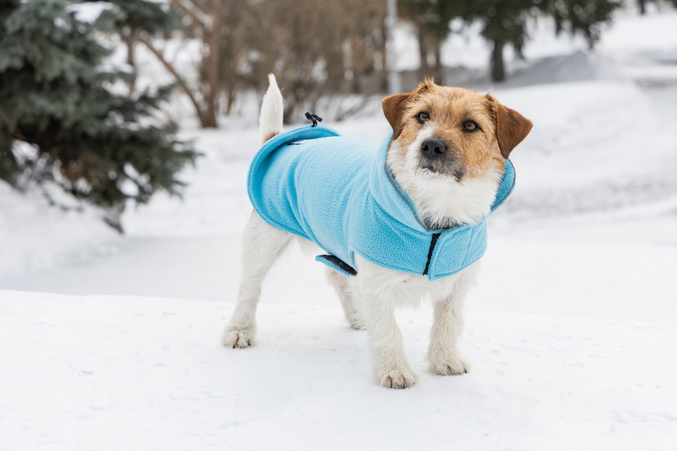 Фотосъёмка животных. Профессиональная коммерческая, промышленная и репортажная фотосъёмка для бизнеса