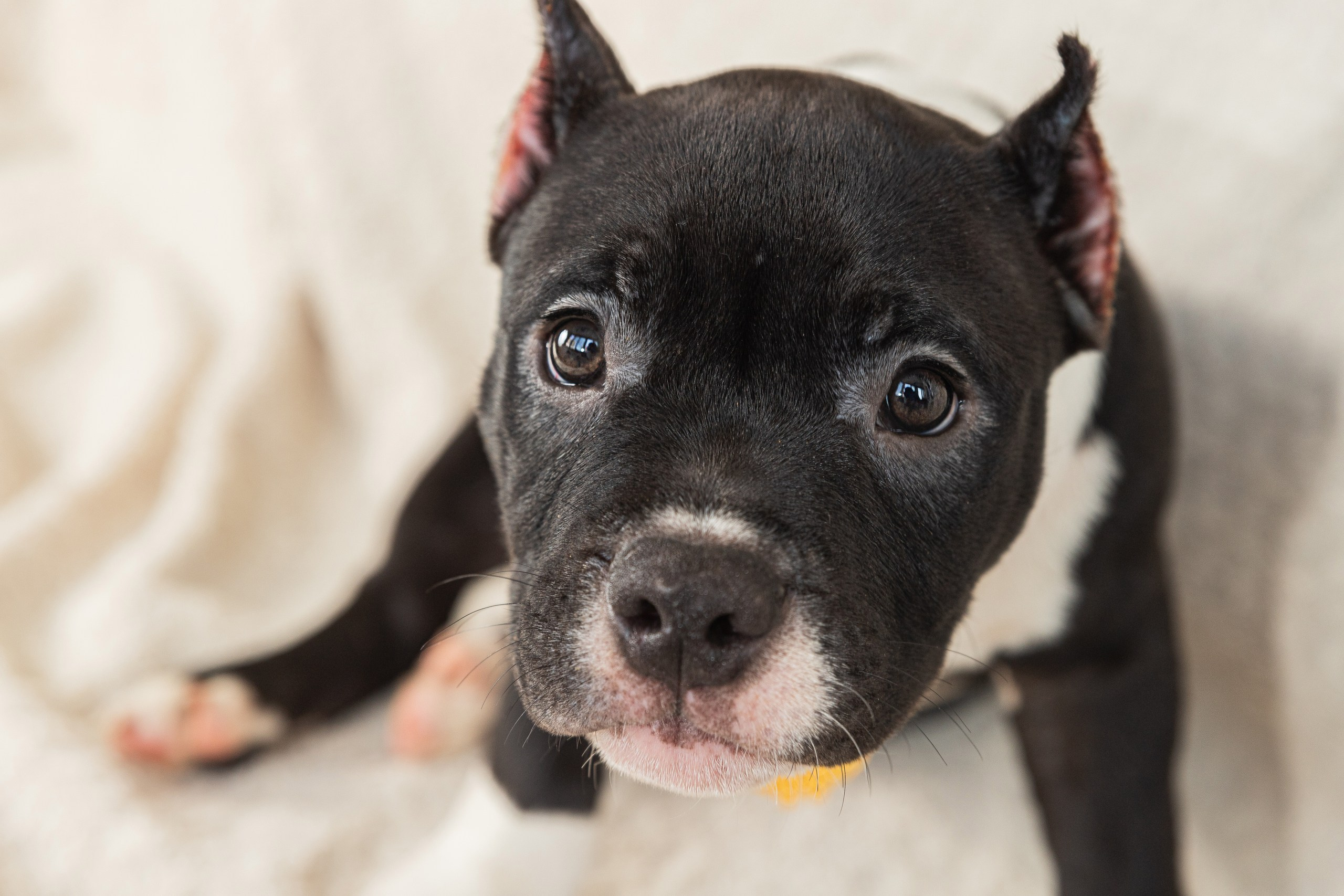 Фотосессия щенков на фонах. Фотограф собак в Краснодаре и Краснодарском крае Суковатых Евгений