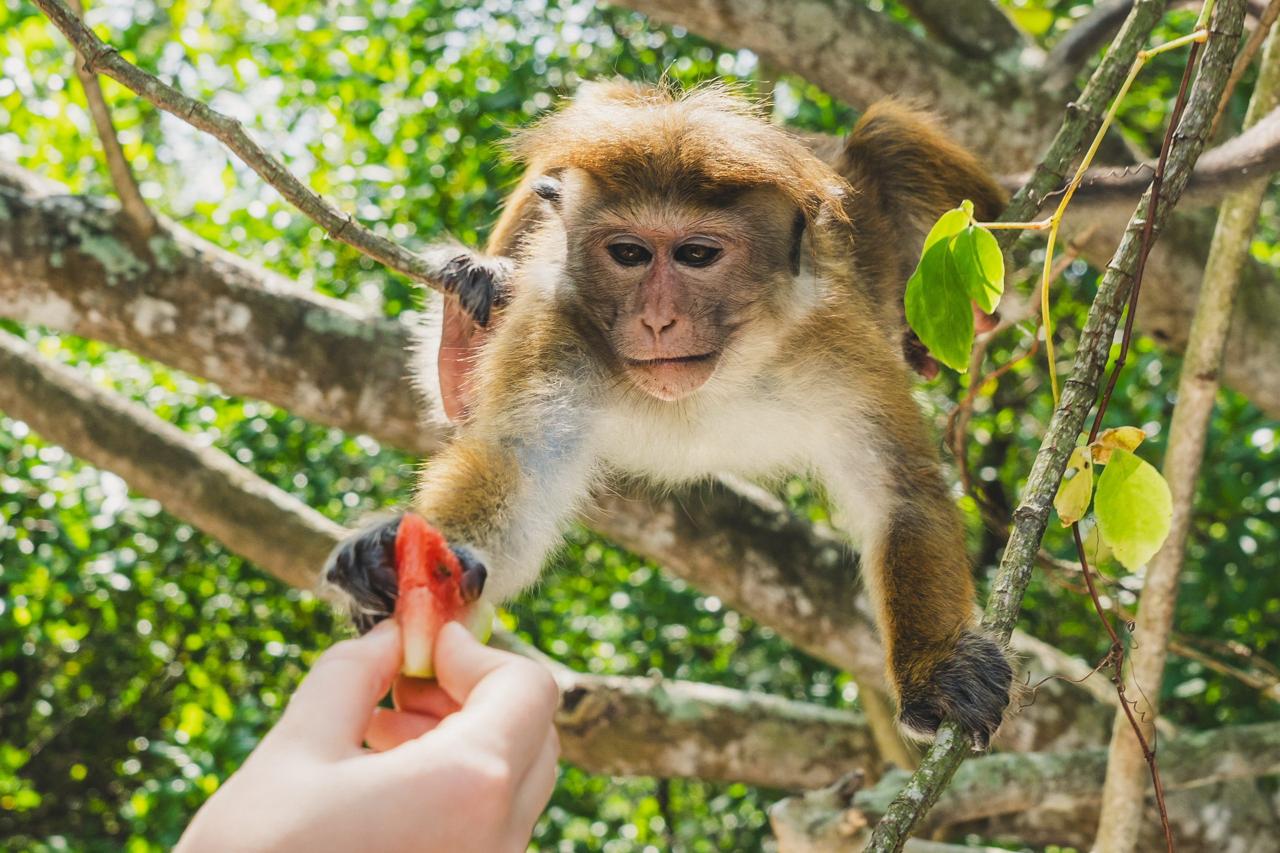 Шри-Ланка 2025. Легкая фотография