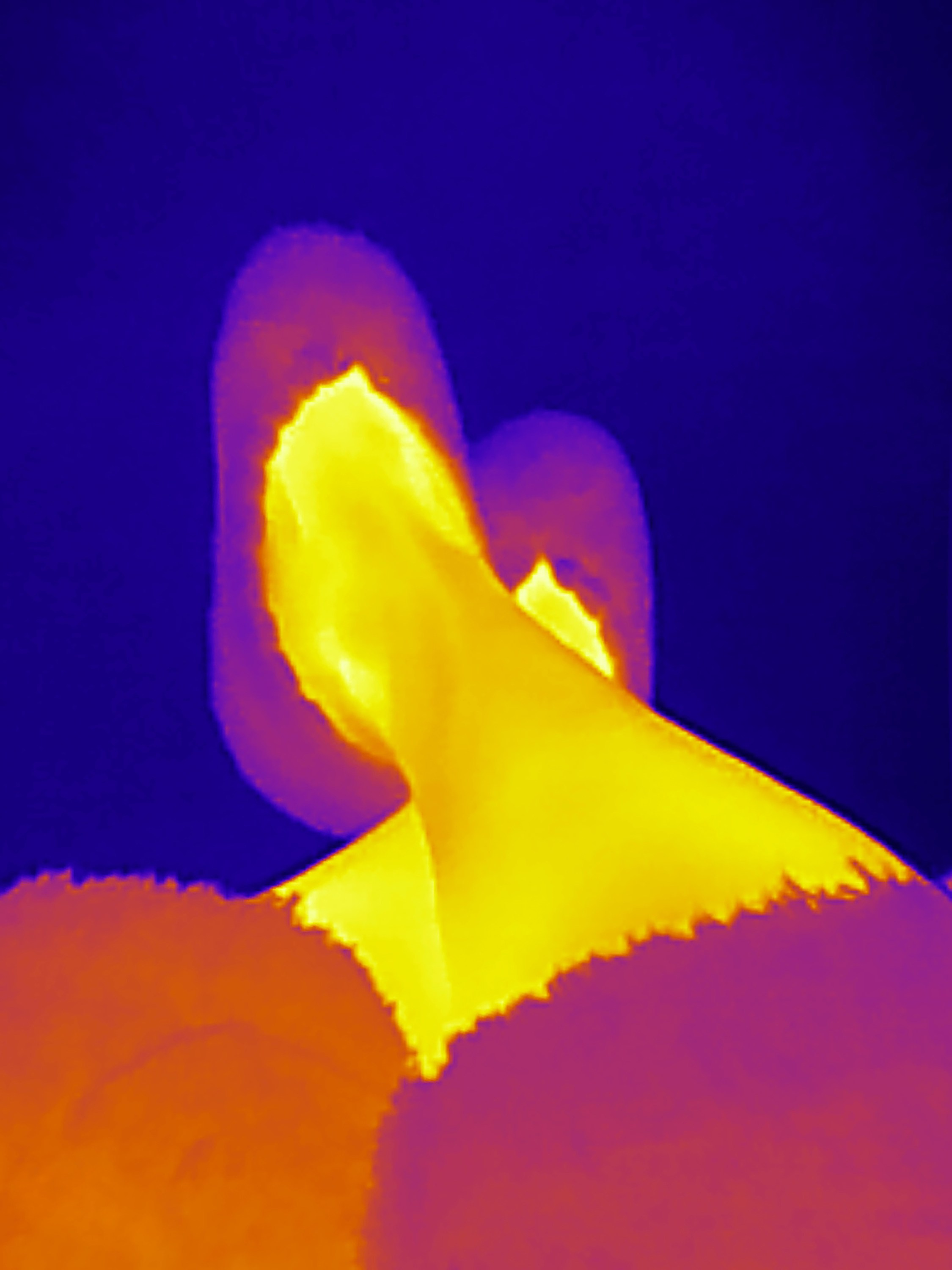 Если б я была удавом / If I were a boa constrictor. Visual artist Olga Burmistrova