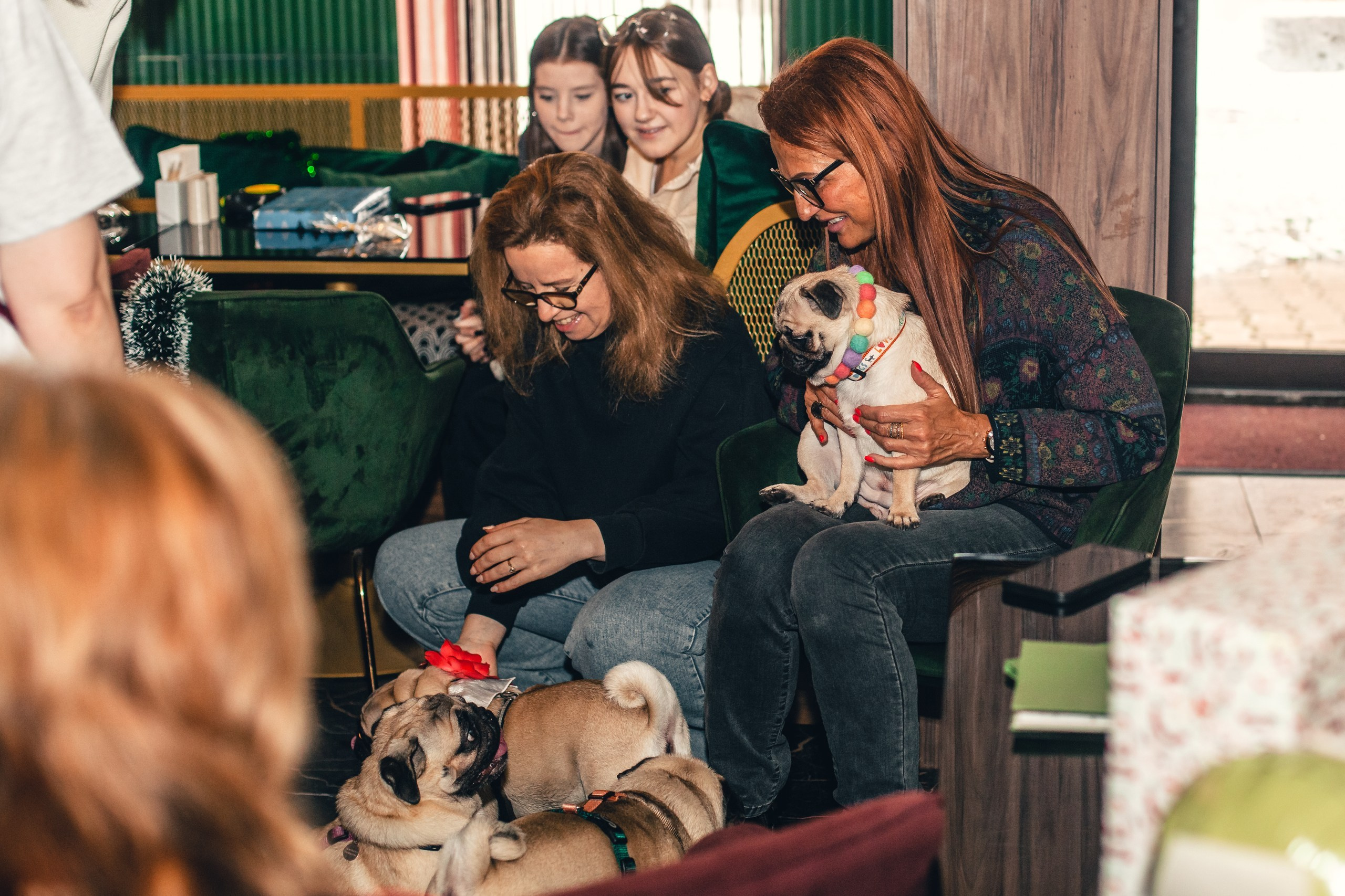 Мопсовстреча 02.12.2023. Фотограф-анималист Татьяна Степанова