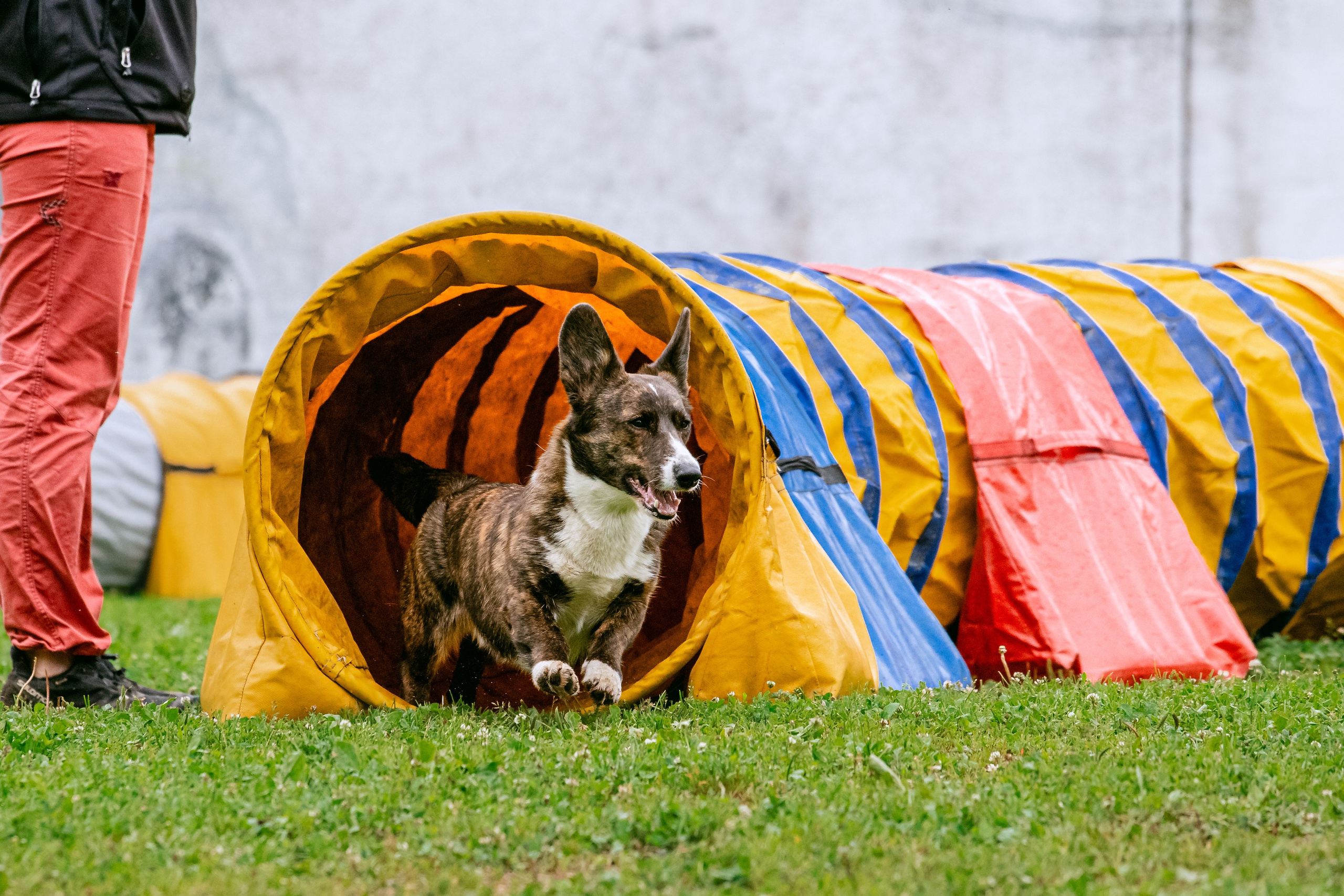 Соревнования по аджилити Долгопрудный 30.06.2025. Фотограф-анималист Татьяна Степанова
