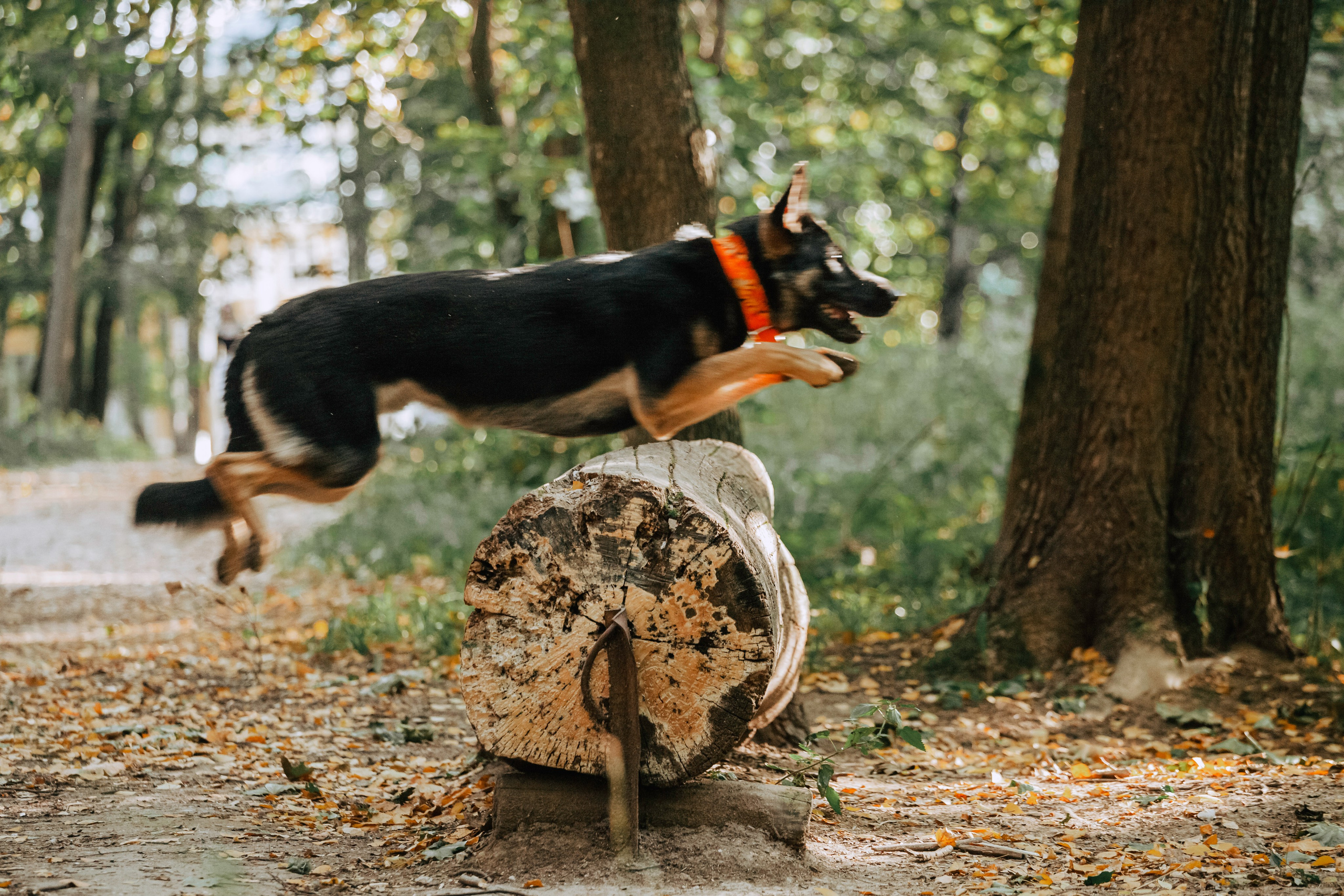 Илай. Фотограф-анималист Татьяна Степанова