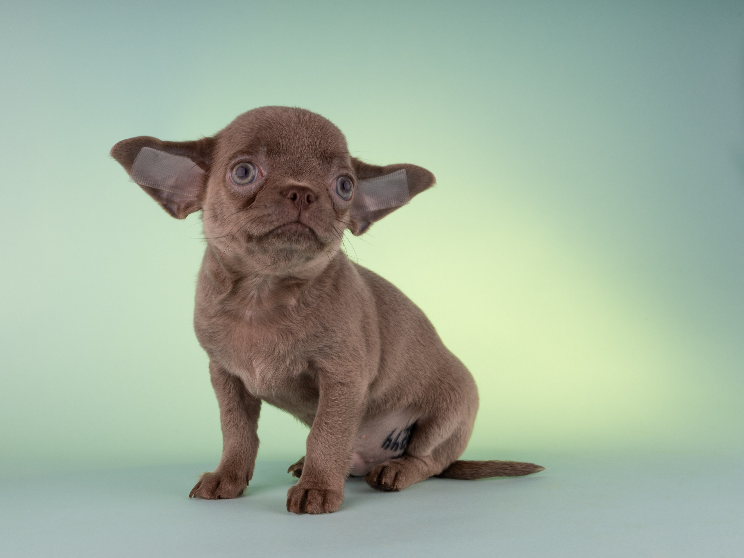 Чихуахуа (студия). Фотограф-анималист в Москве, МО и Владимире