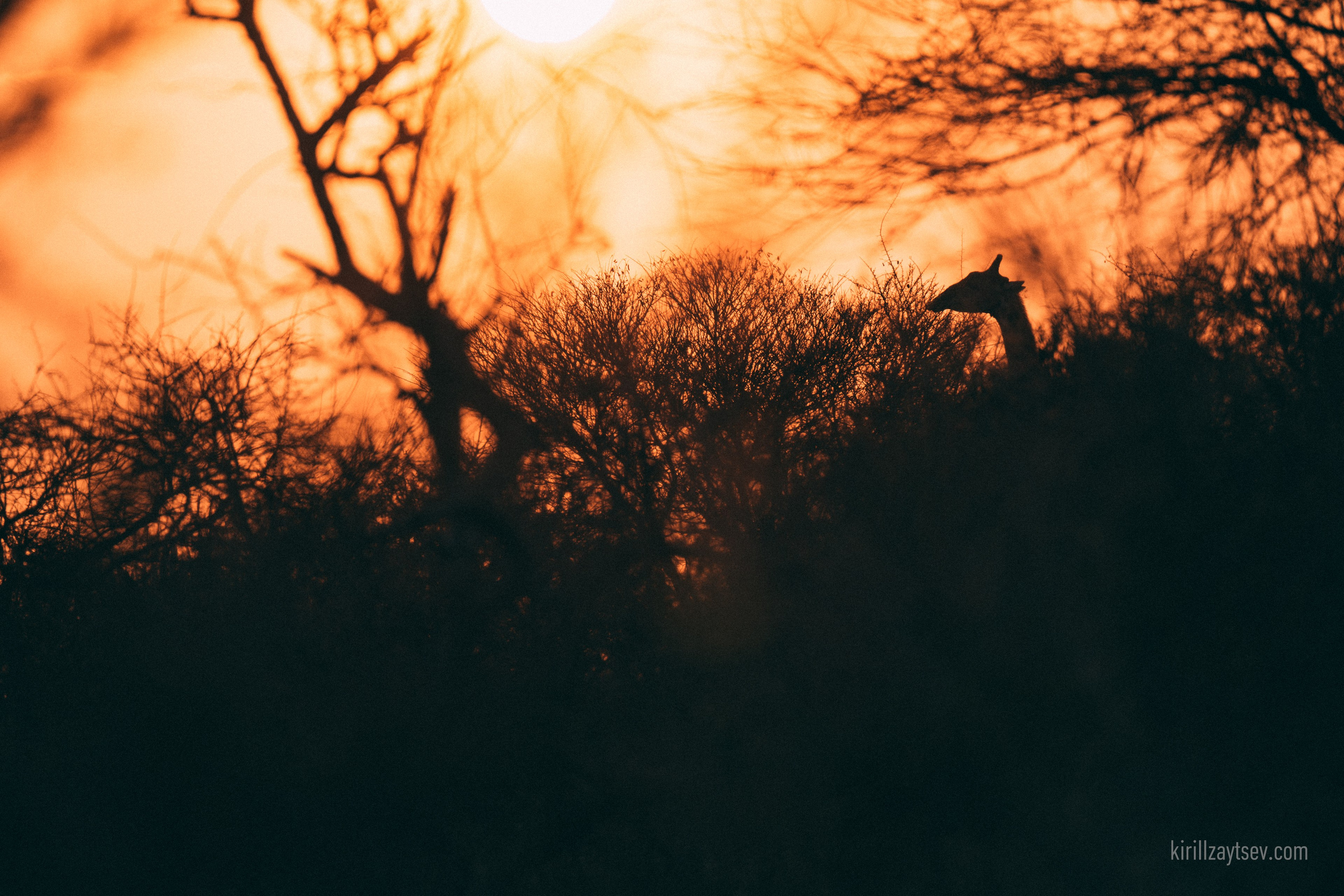 Жизнь. Профессиональный фотограф Кирилл Зайцев