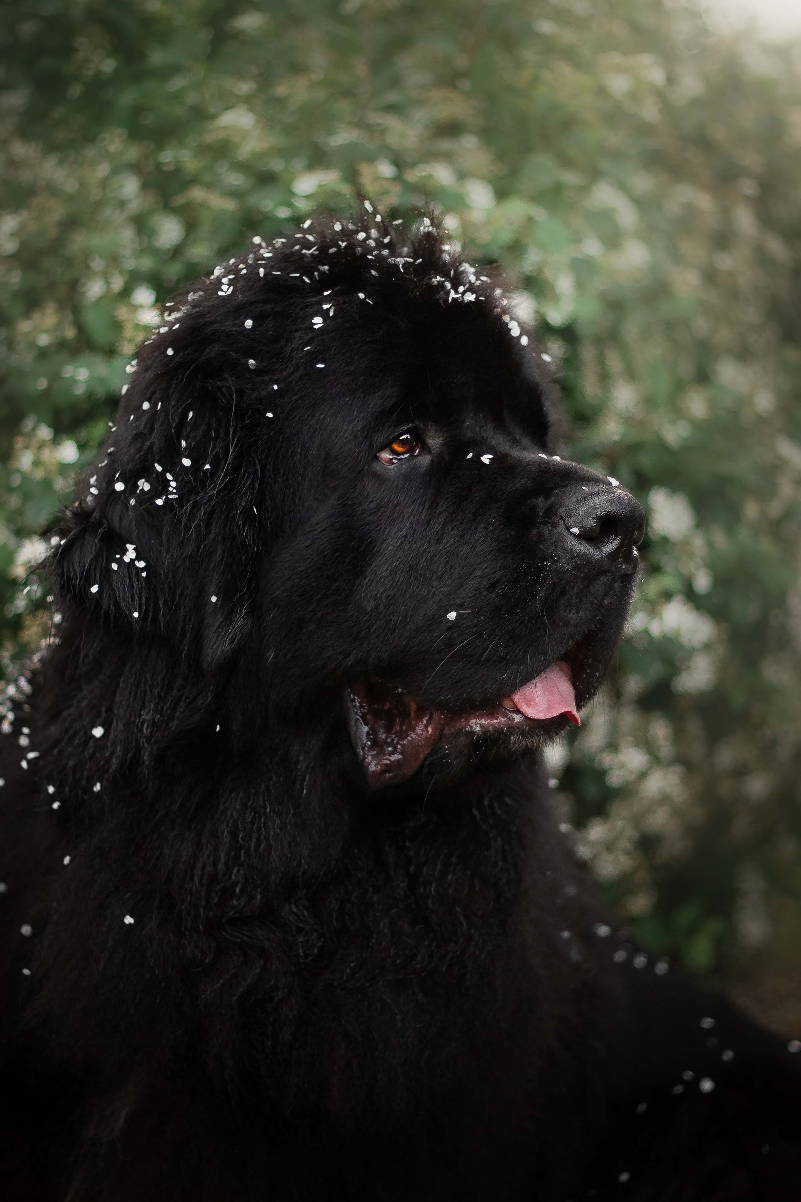 Портфолио фотографа-анималиста из Воронежа Алины Ивановой. Фотограф — анималист Алина Иванова