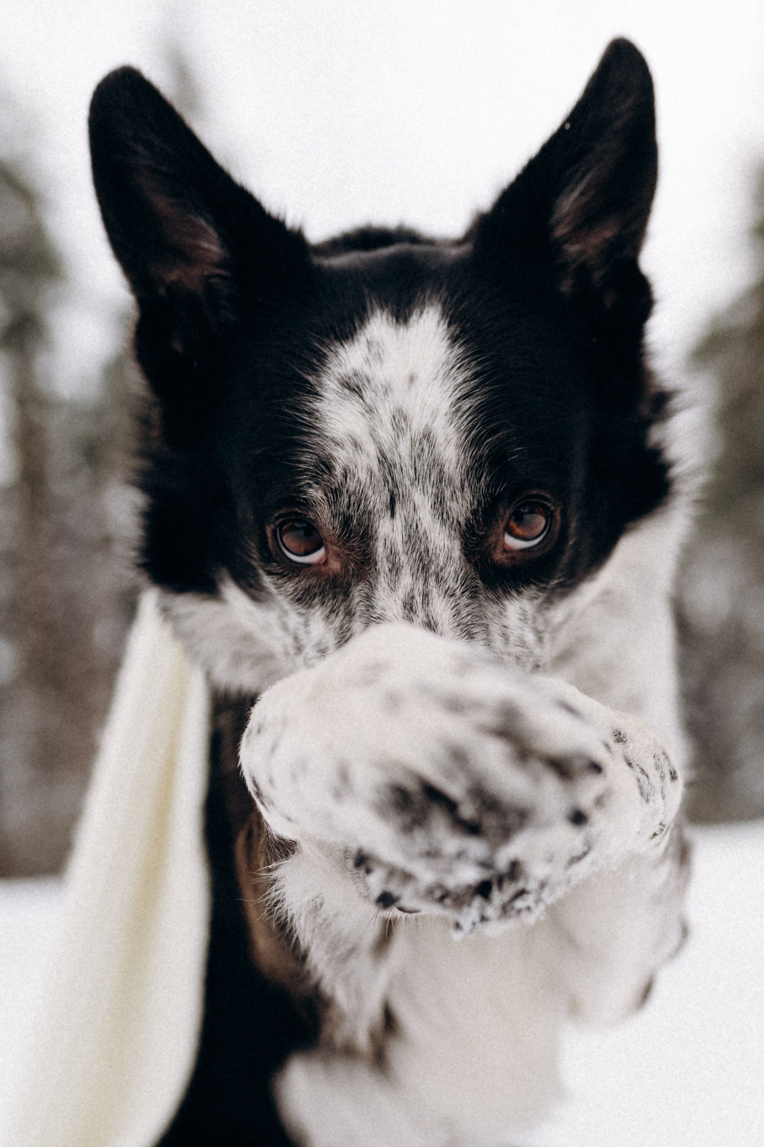 Аня и Милан. Фотограф анималист в Москве Ольга Агушева