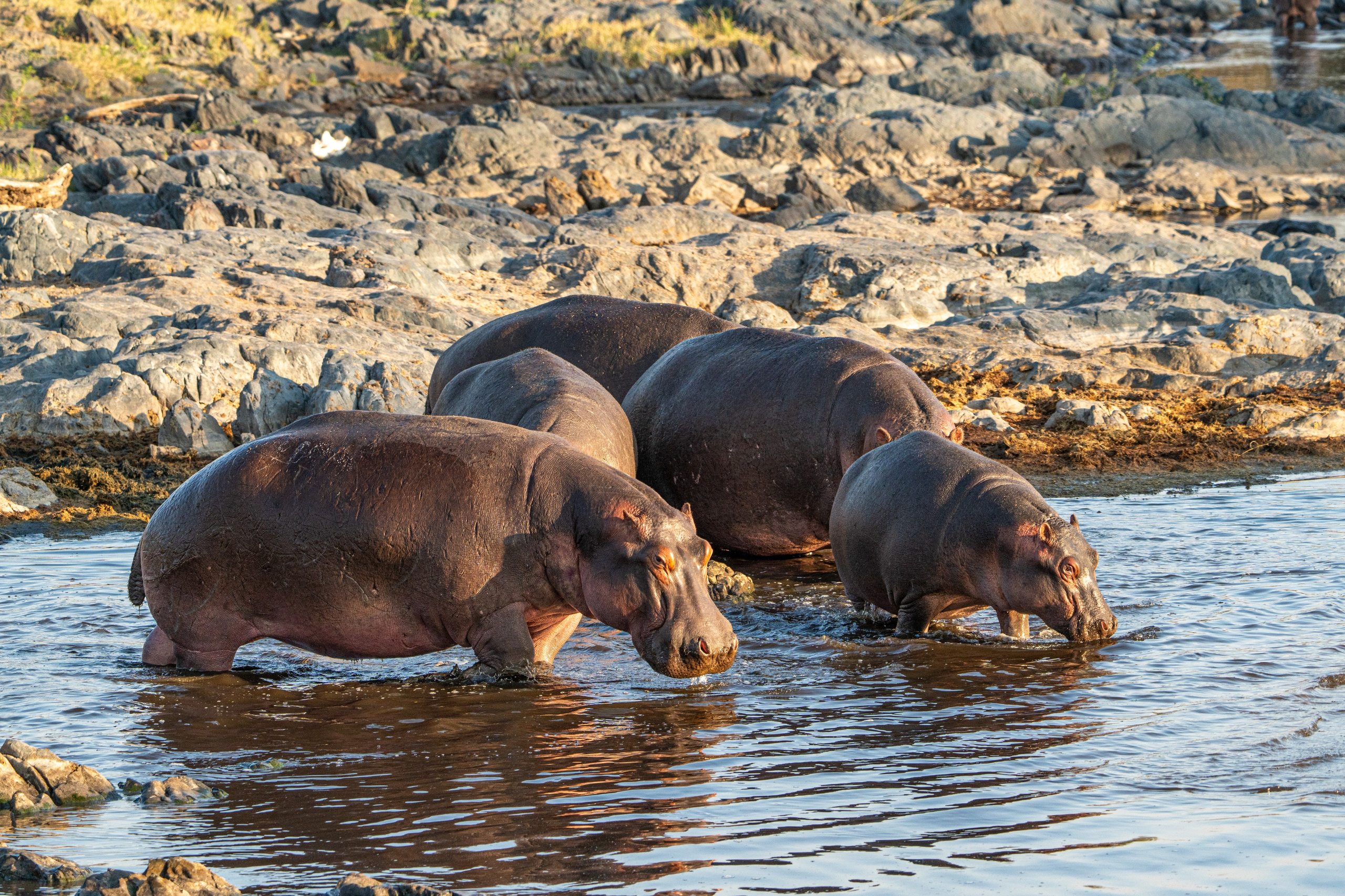 Танзания, сафари, 2025. Творческие сьемки