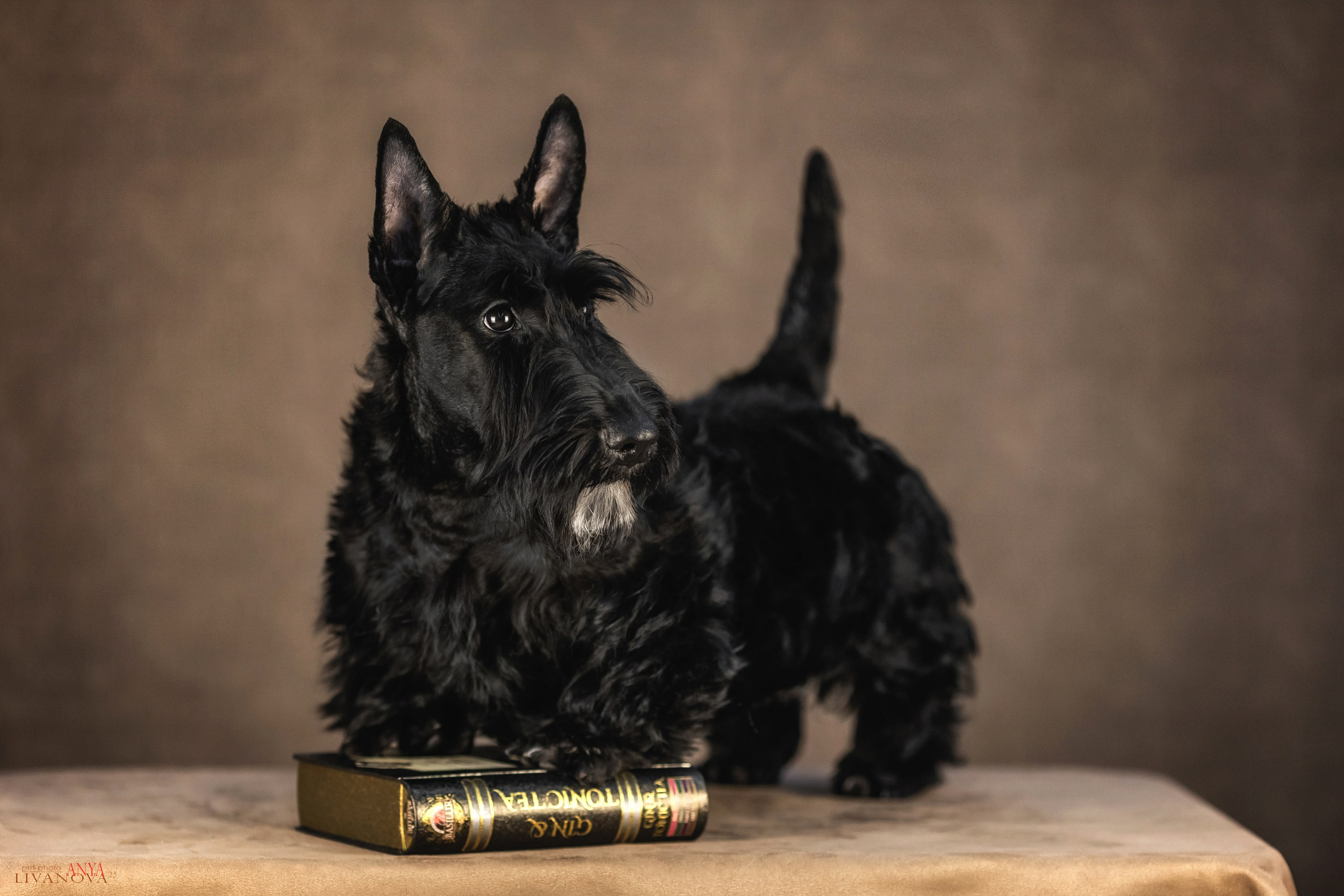 Скотч терьер. Фотограф анималист Аня Ливанова | Рыбинск