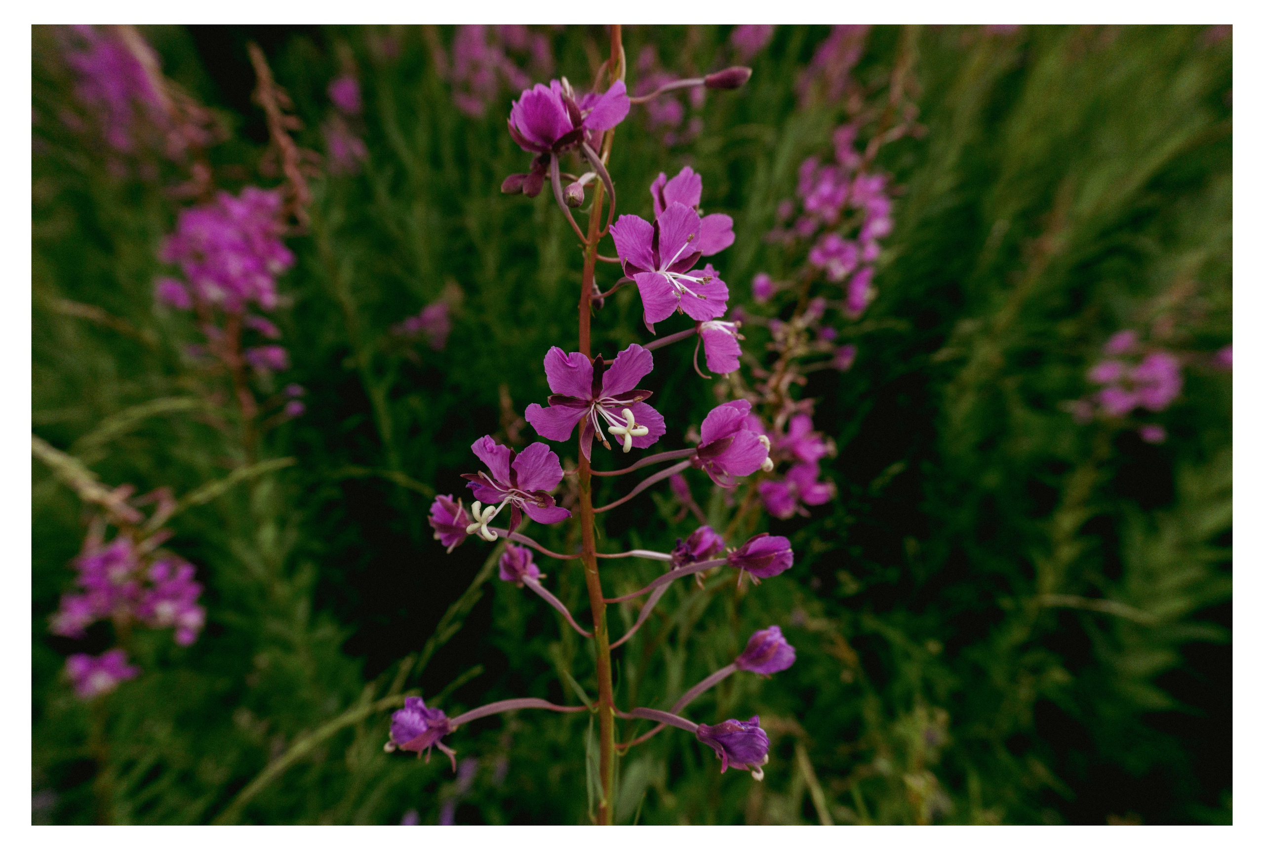 29.06.2025 | Сосновоборск. Kuznetsov | Фотограф в Красноярске