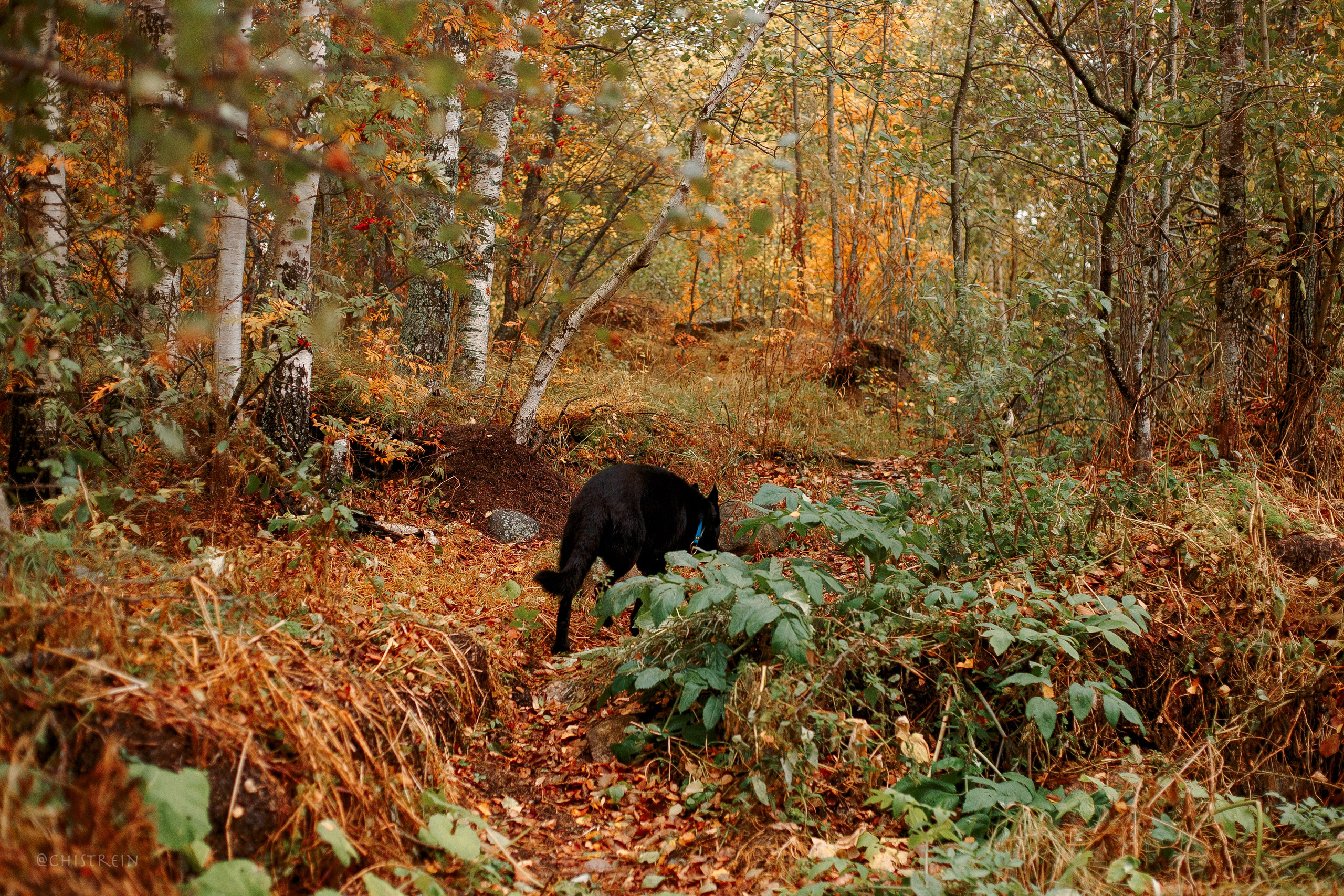 Дальний пирс. Фотограф-анималист Наталия Чистюхина в г. Сосновый Бор и ЛО