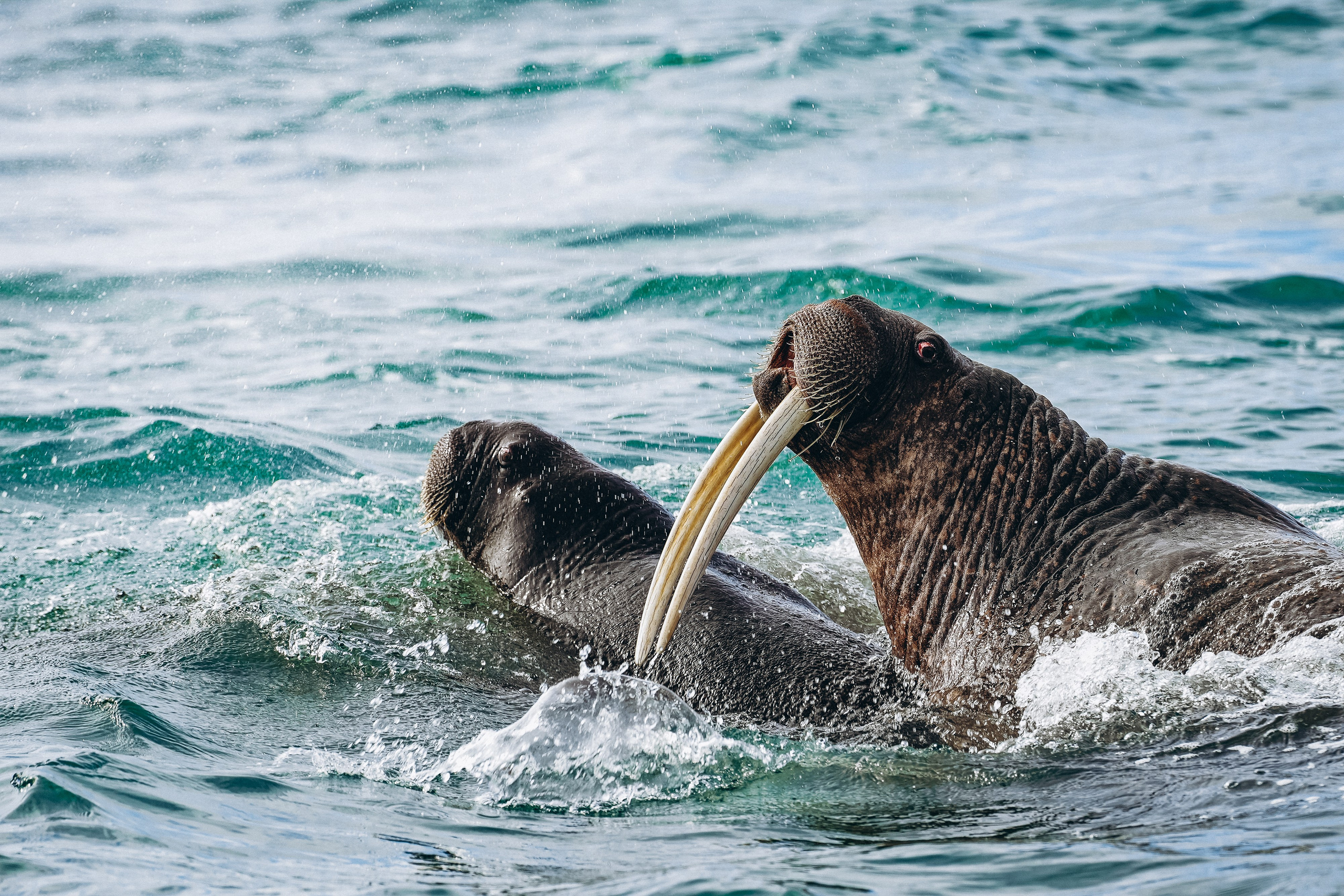 Animals. Николай Филиппов Event & Concert Photographer Москвf