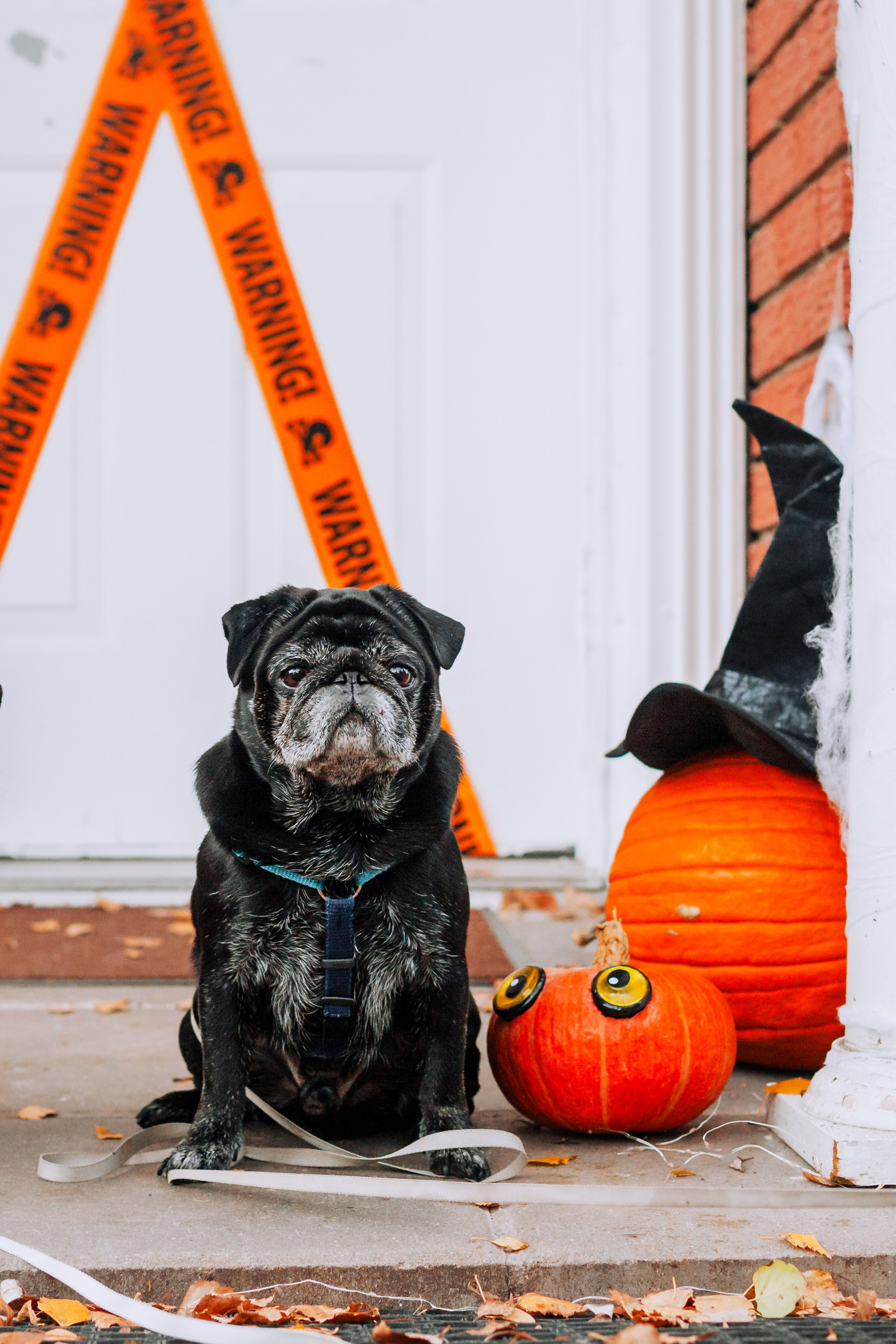 Оля, Харви, Луис. Фотограф-анималист Татьяна Степанова