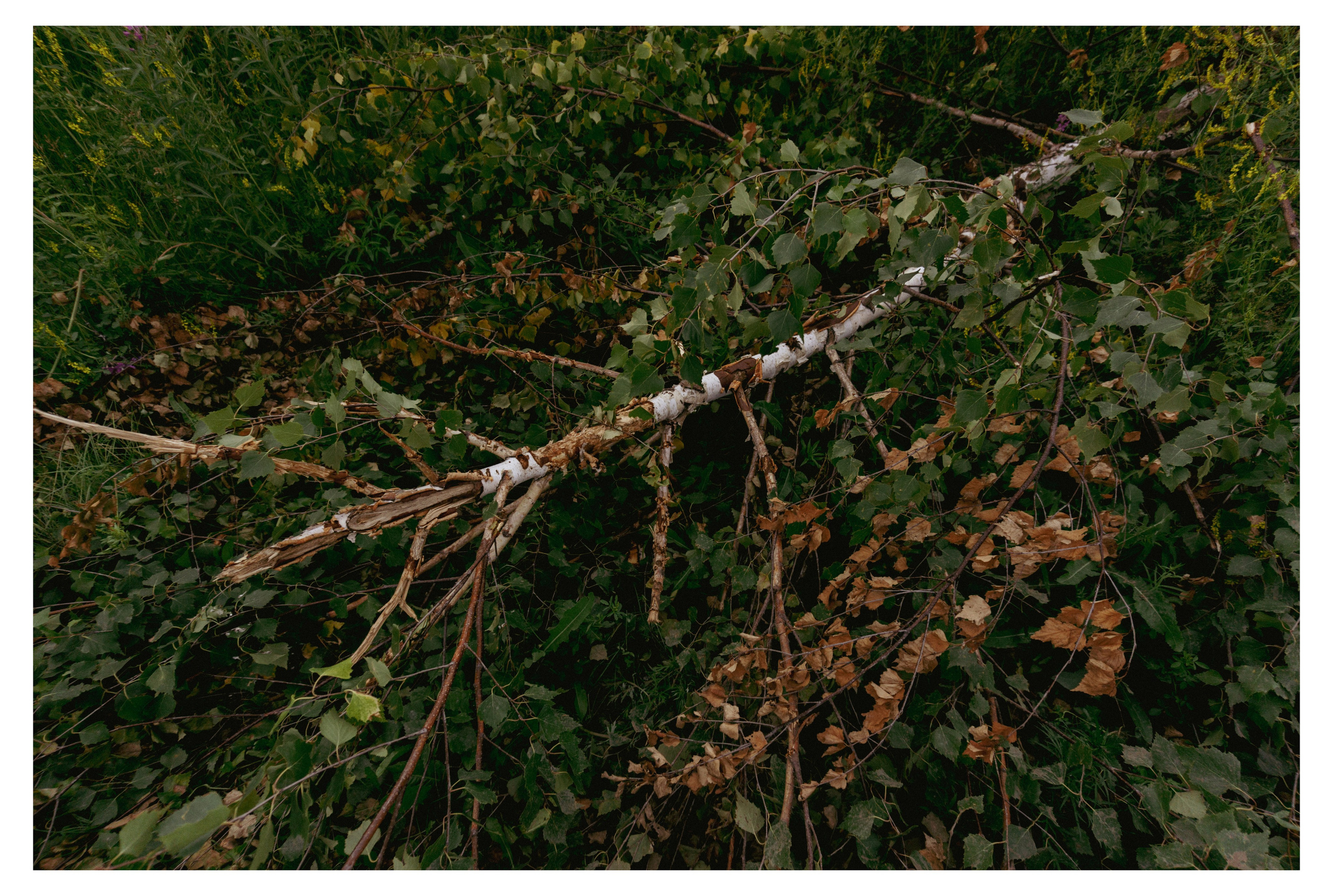 29.06.2025 | Сосновоборск. Kuznetsov | Фотограф в Красноярске