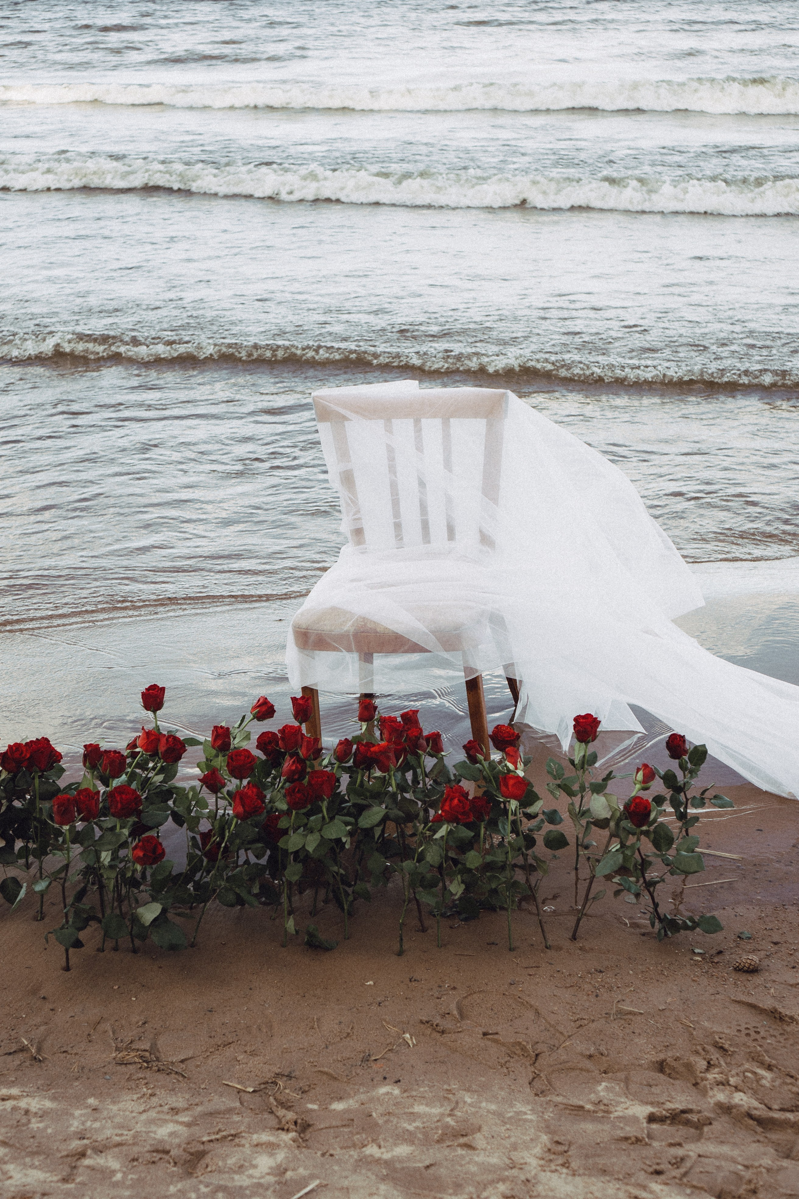 Розы. Профессиональный фотограф, Санкт-Петербург — Виктория Богомолова