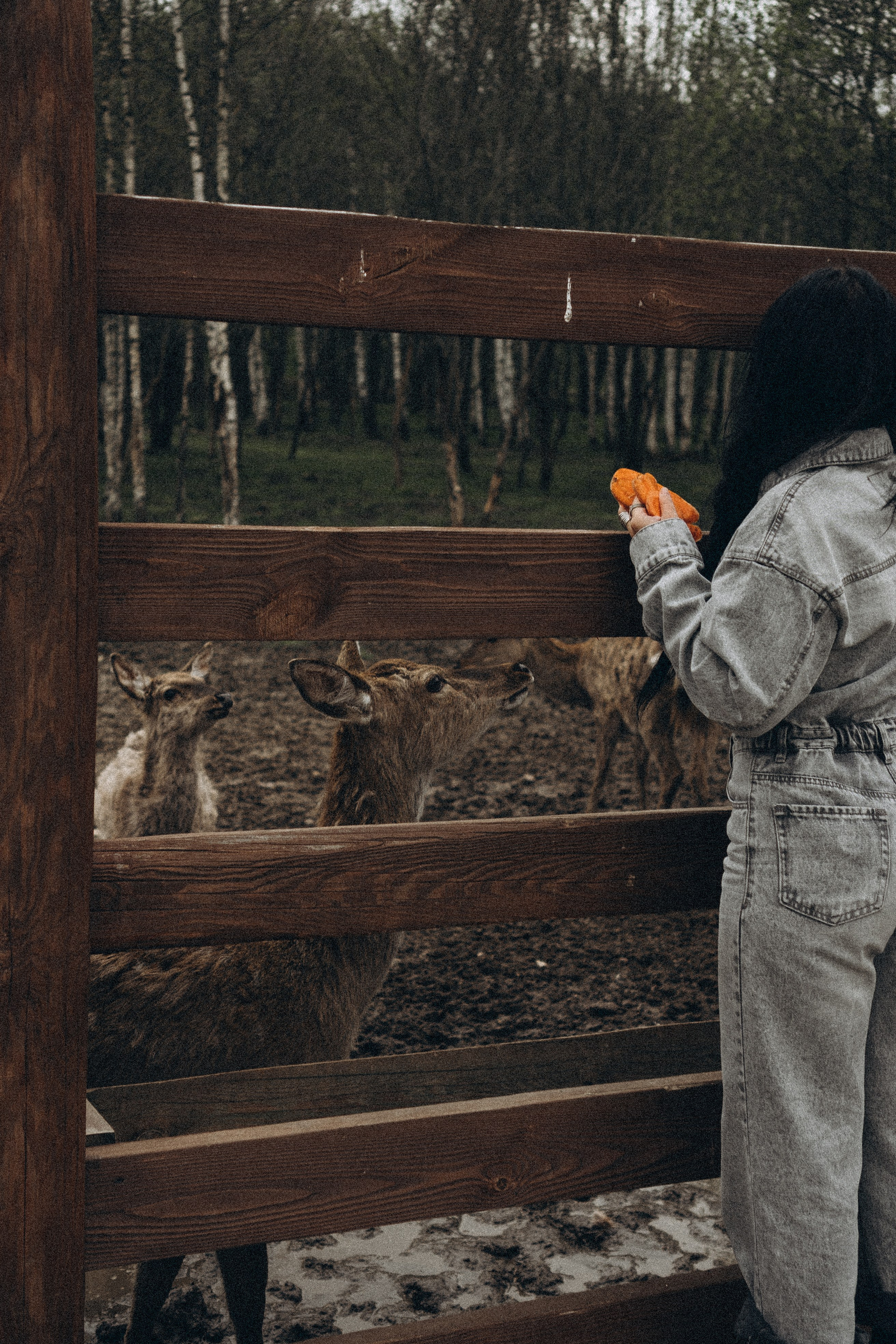 ОЛЕНЬЯ ФЕРМА В ТВЕРИ. Профессиональный фотограф, Санкт-Петербург — Виктория Богомолова