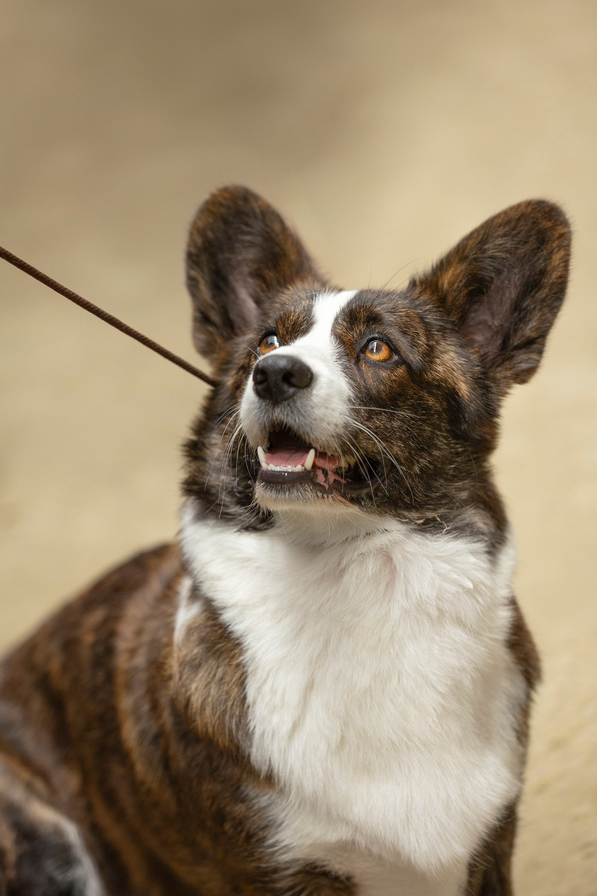 Россия 2024. Фотограф анималист, семейный фотограф, фотограф собак Комратова Мария. г. Москва