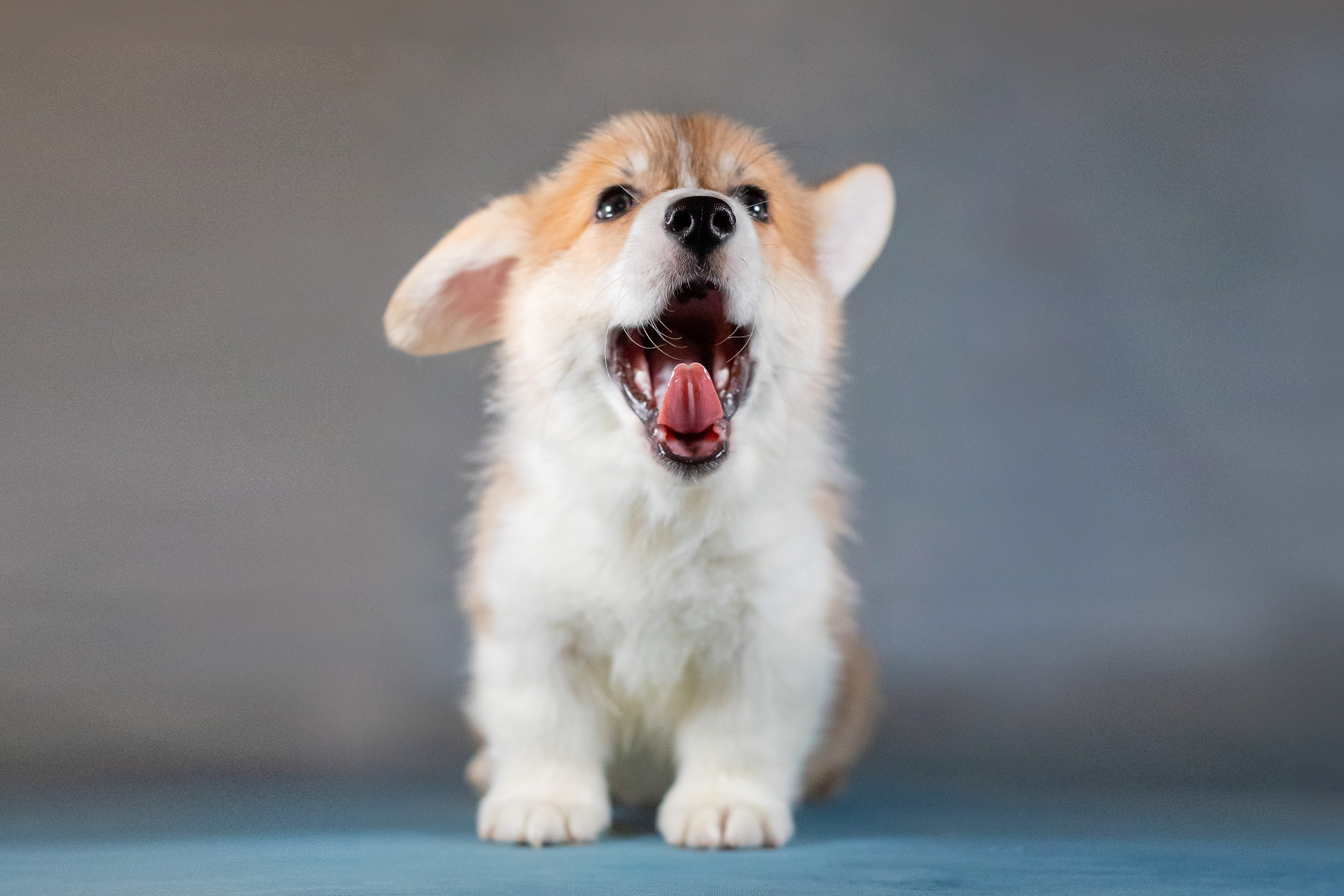 Вельш Корги Пемброк. Фотограф анималист, семейный фотограф, фотограф собак Комратова Мария. г. Москва