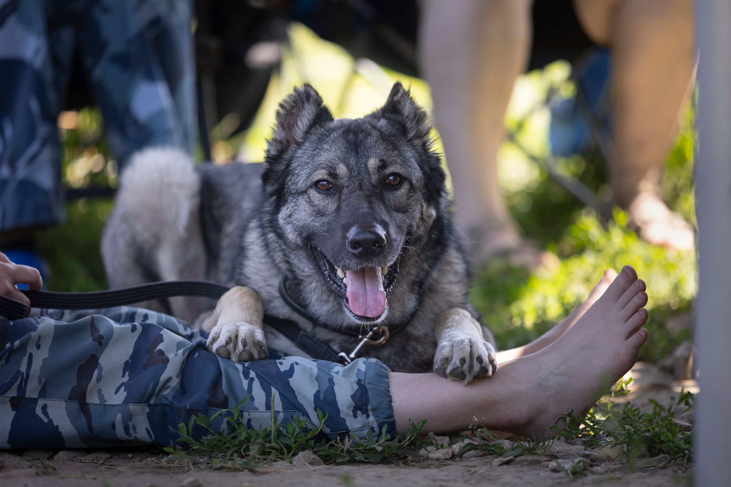 Семинар по поиску ВВ. Фотограф анималист, семейный фотограф, фотограф собак Комратова Мария. г. Москва