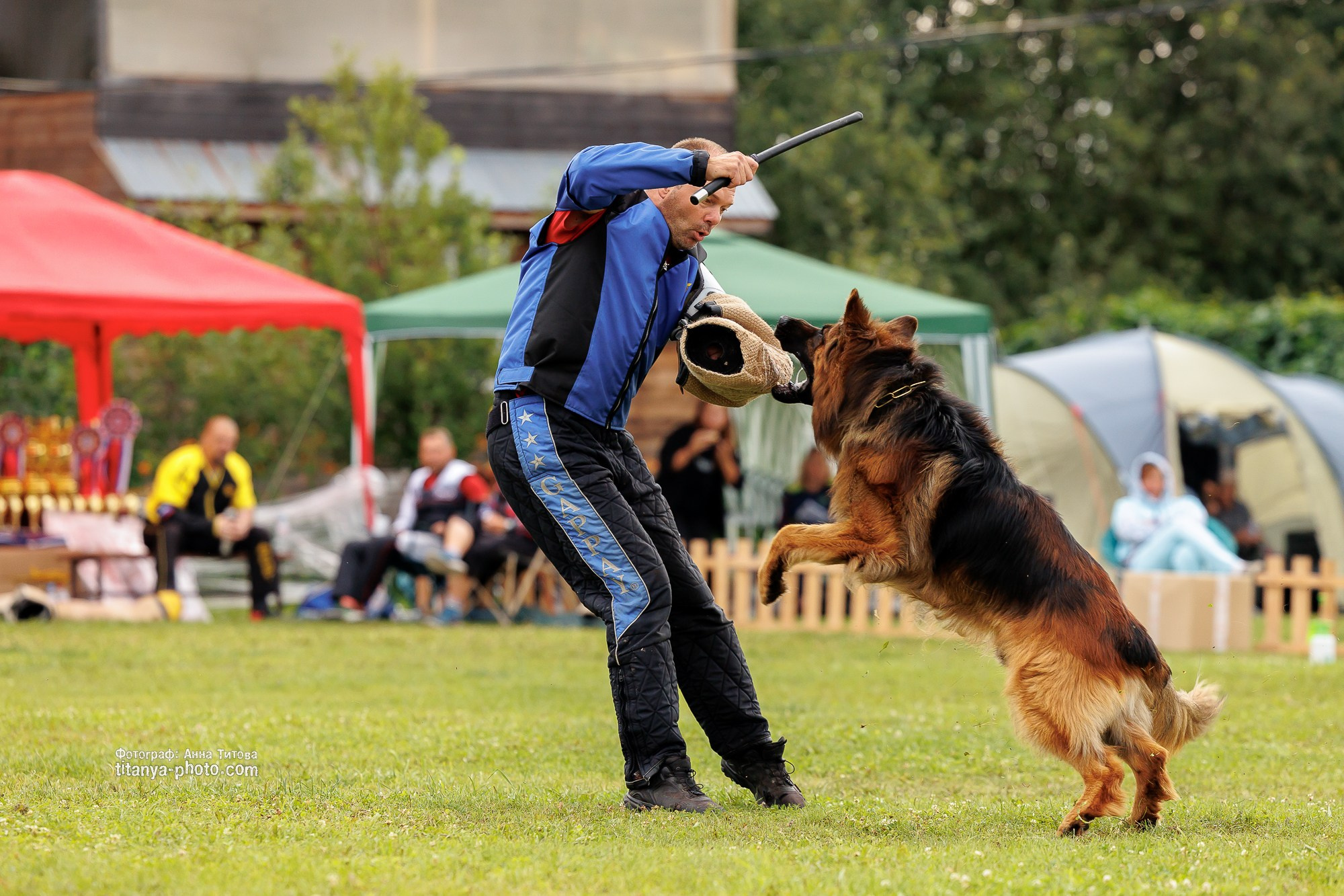 Немецкие овчарки: фото из рингов и вне ринга, мутпроба (фотографии с выставок). Фотограф собак, фотограф-анималист Аня Титова (Titanya). Москва